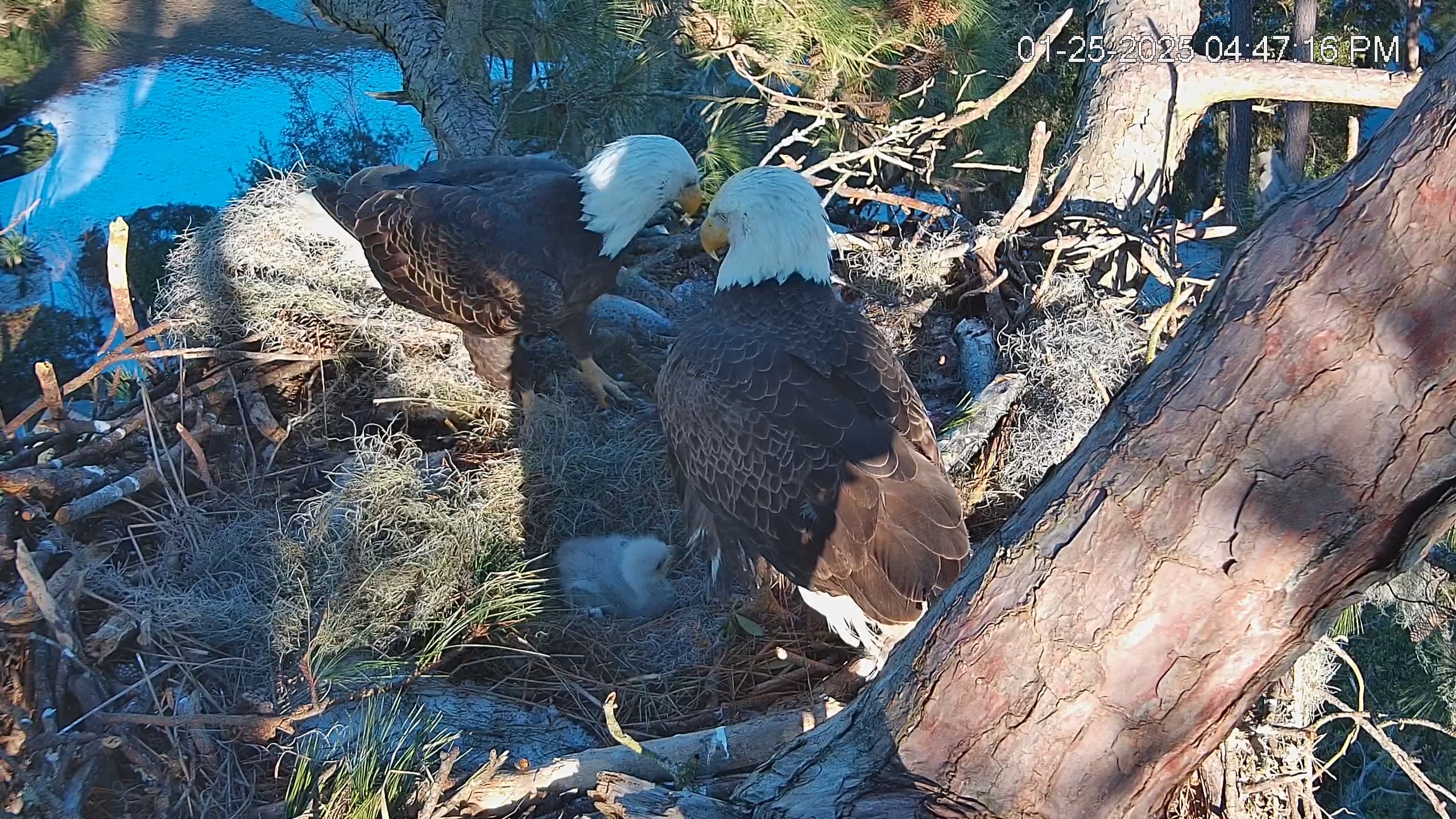Snapshot of Dataw Island Conservancy Eagles Live Webcam taken Jan 25, 2025, 4:47pm EST