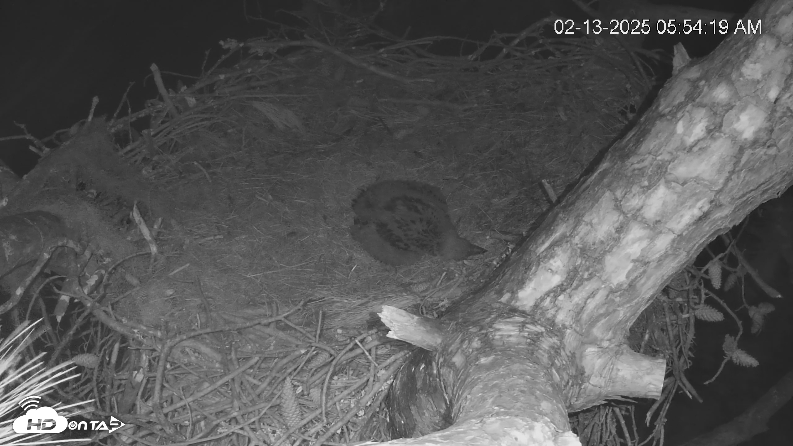 Snapshot of Dataw Island Conservancy Eagles Live Webcam taken Feb 13, 2025, 5:55am EST