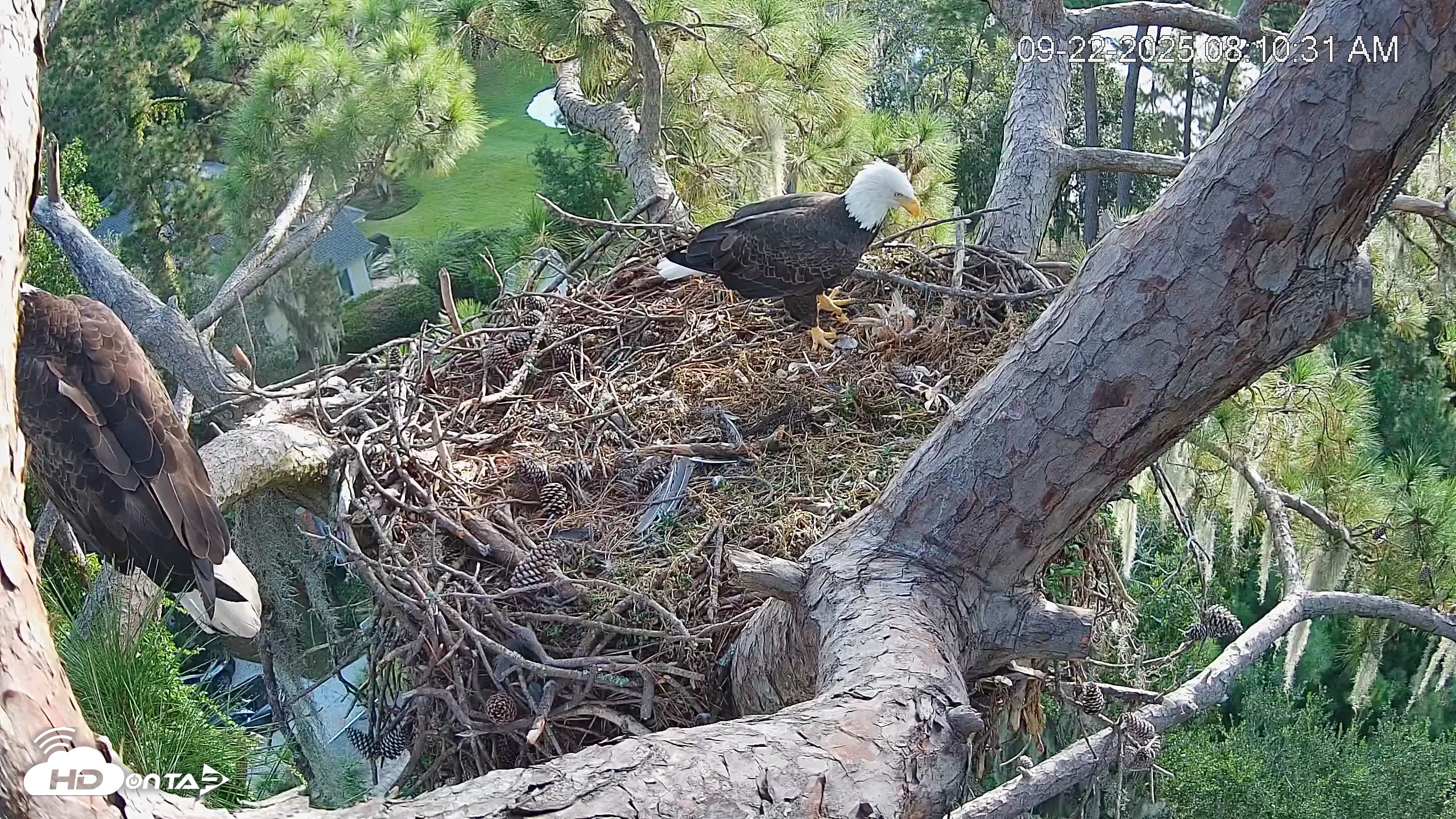 Snapshot of Dataw Island Conservancy Eagles Live Webcam taken Sep 22, 2025, 8:11am EDT