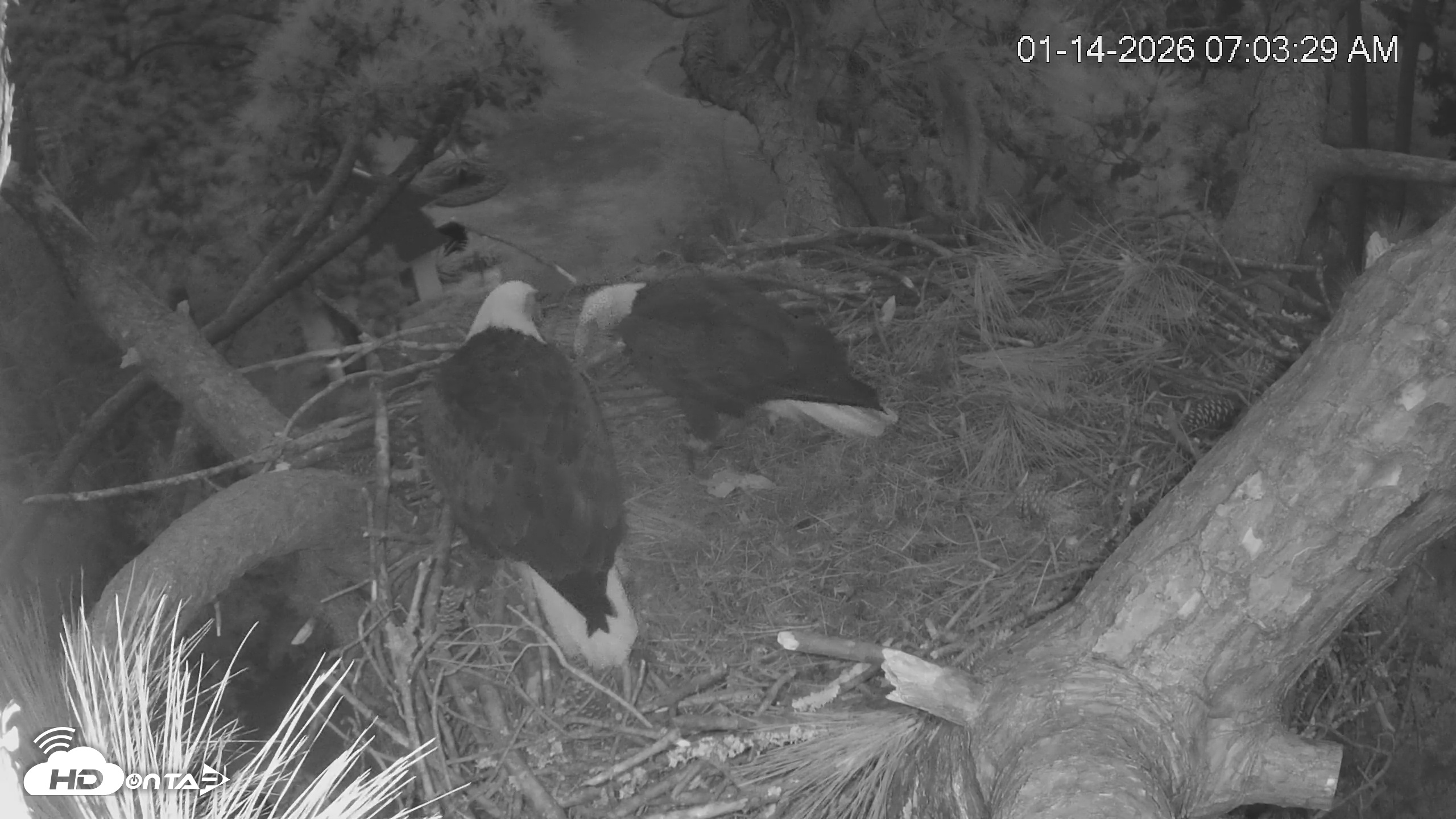 Snapshot of Dataw Island Conservancy Eagles Live Webcam taken Jan 14, 2026, 7:04am EST