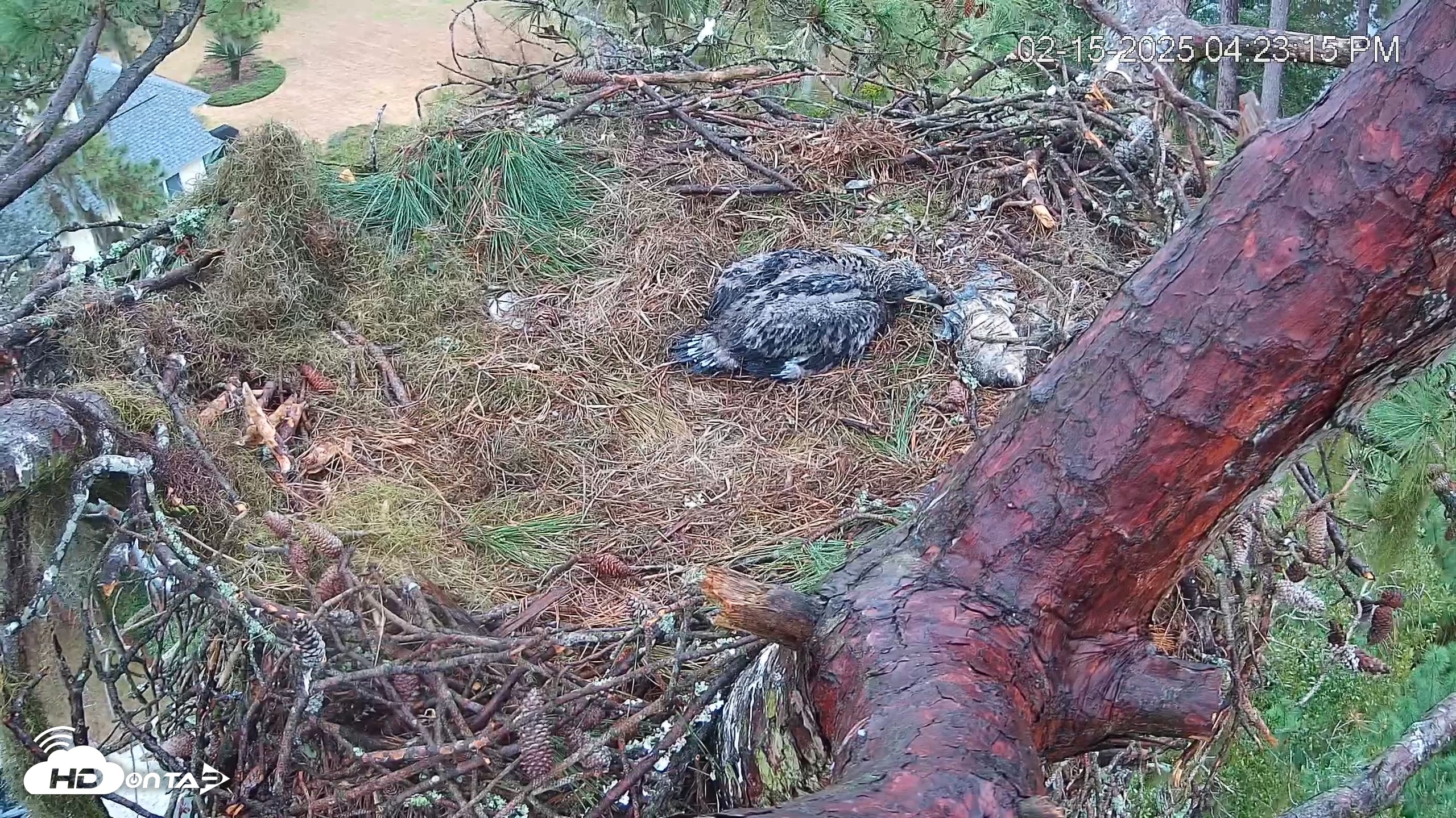 Snapshot of Dataw Island Conservancy Eagles Live Webcam taken Feb 15, 2025, 4:23pm EST