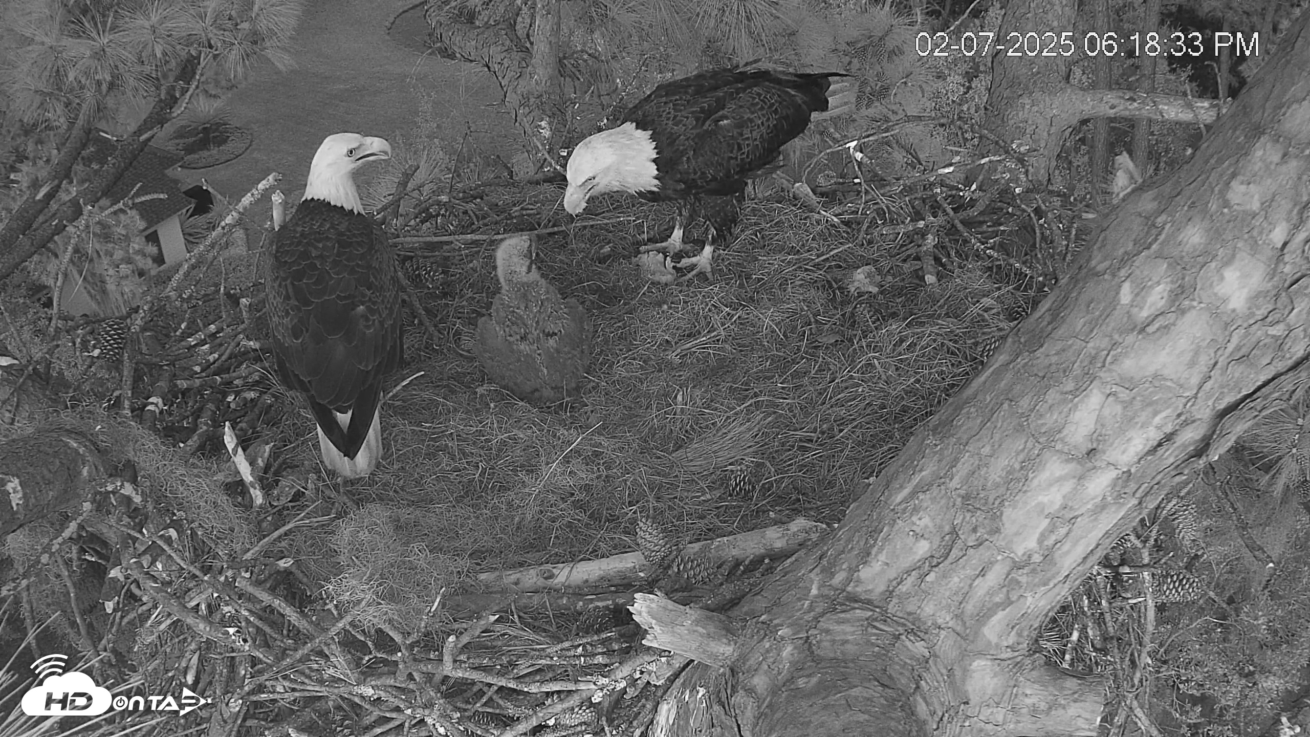 Snapshot of Dataw Island Conservancy Eagles Live Webcam taken Feb 7, 2025, 6:19pm EST