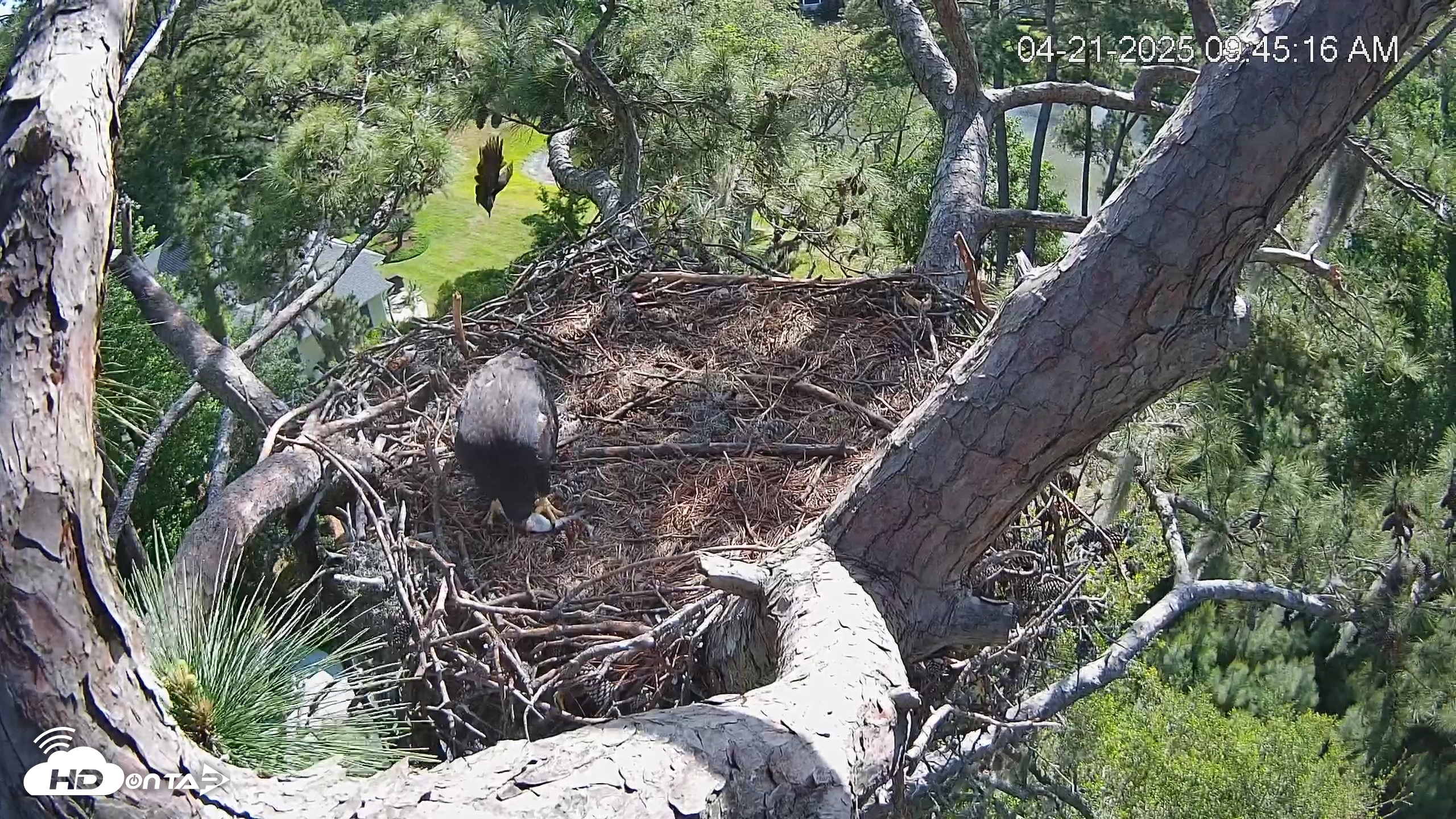 Snapshot of Dataw Island Conservancy Eagles Live Webcam taken Apr 21, 2025, 9:47am EDT