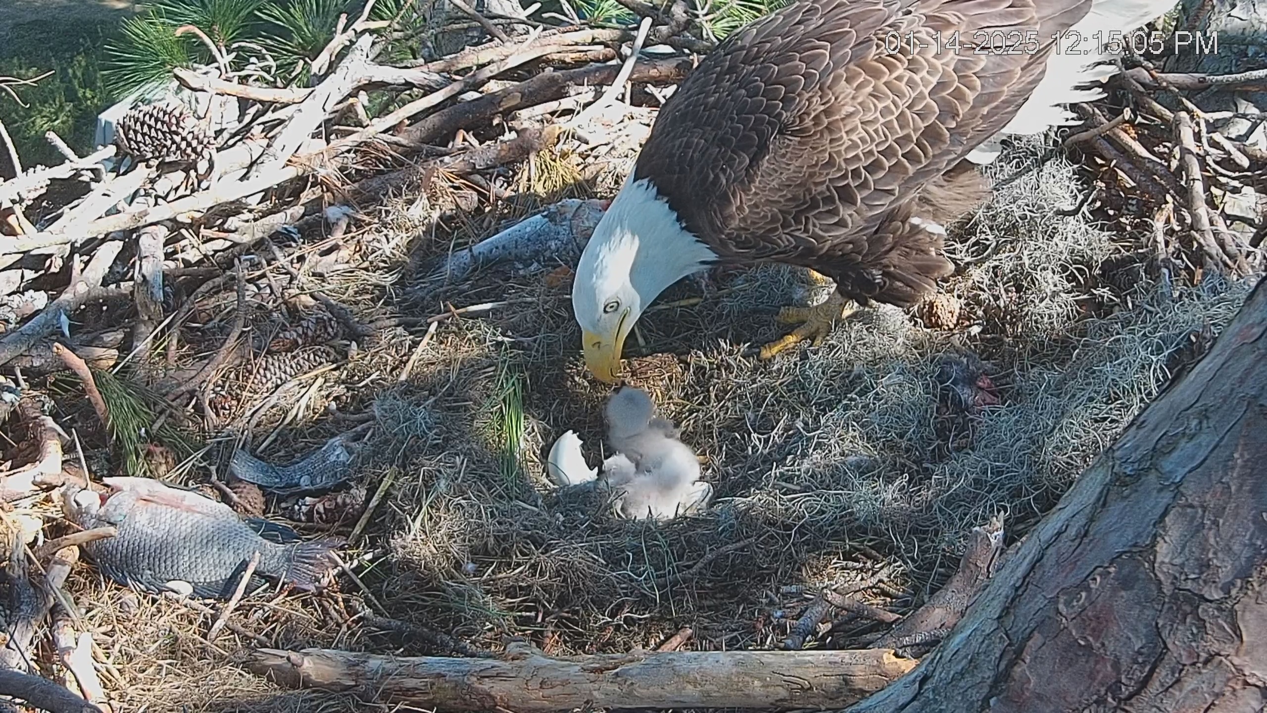 Snapshot of Dataw Island Conservancy Eagles Live Webcam taken Jan 14, 2025, 12:15pm EST