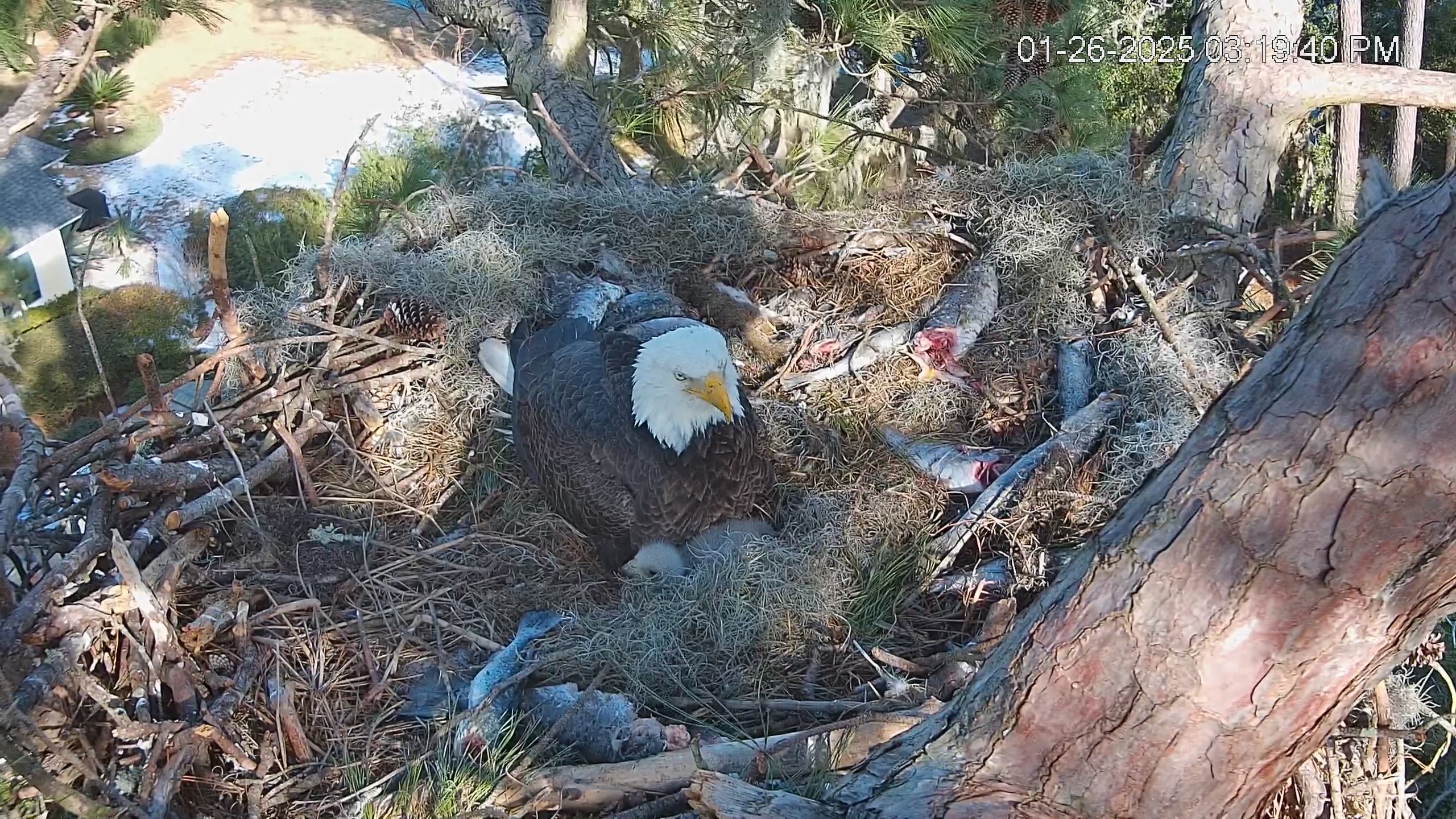 Snapshot of Dataw Island Conservancy Eagles Live Webcam taken Jan 26, 2025, 3:20pm EST