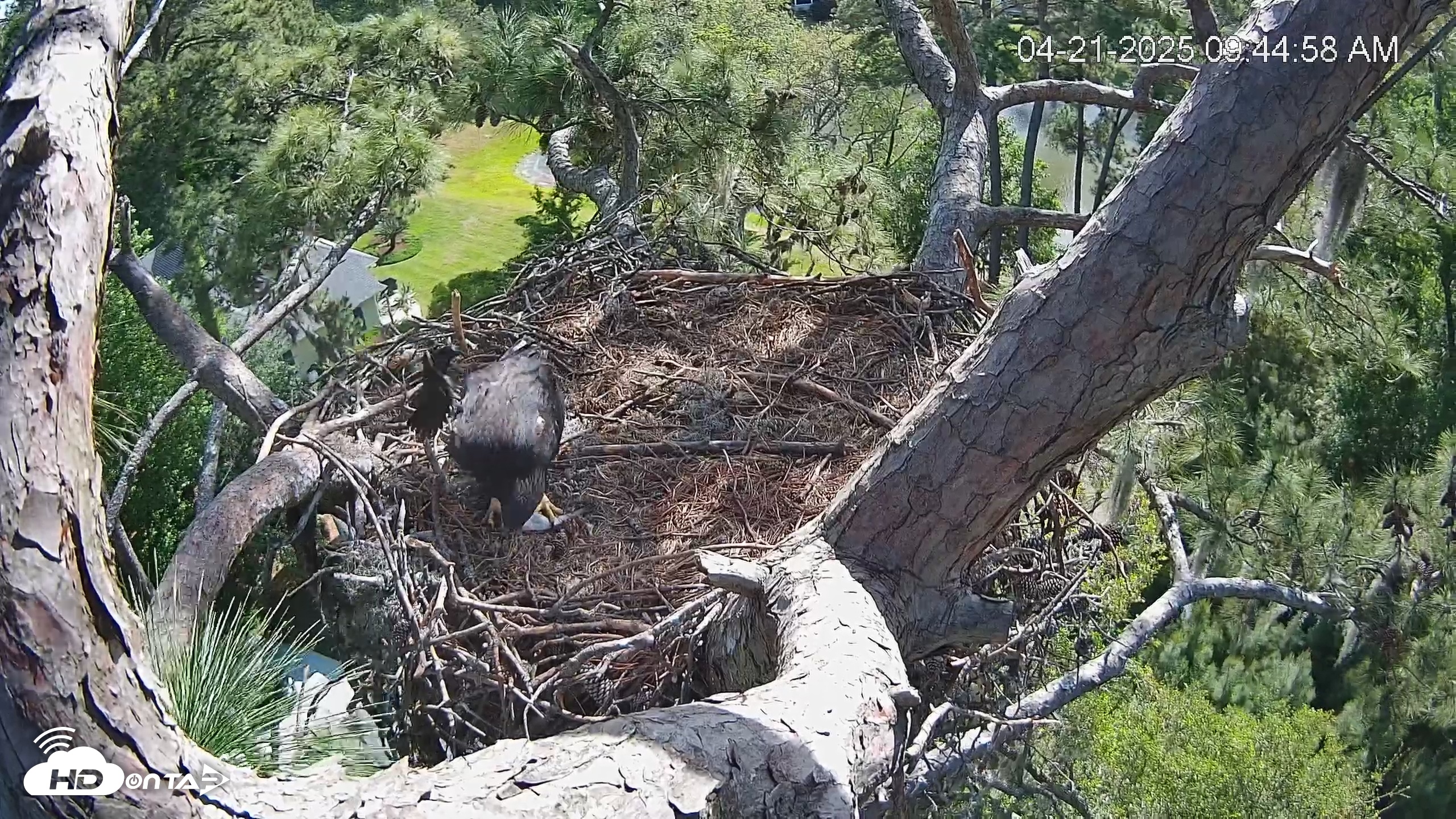Snapshot of Dataw Island Conservancy Eagles Live Webcam taken Apr 21, 2025, 9:45am EDT