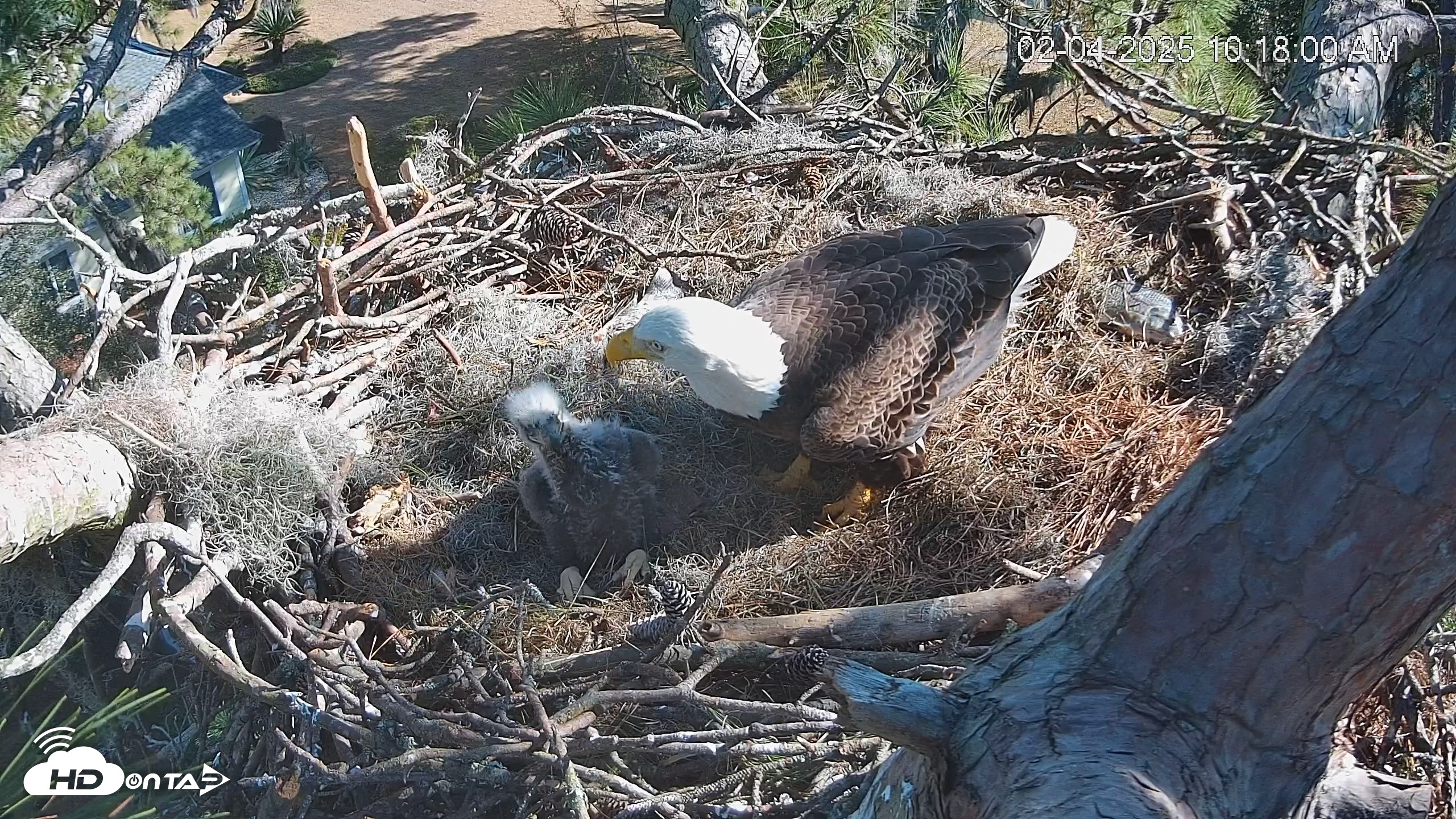 Snapshot of Dataw Island Conservancy Eagles Live Webcam taken Feb 4, 2025, 10:18am EST