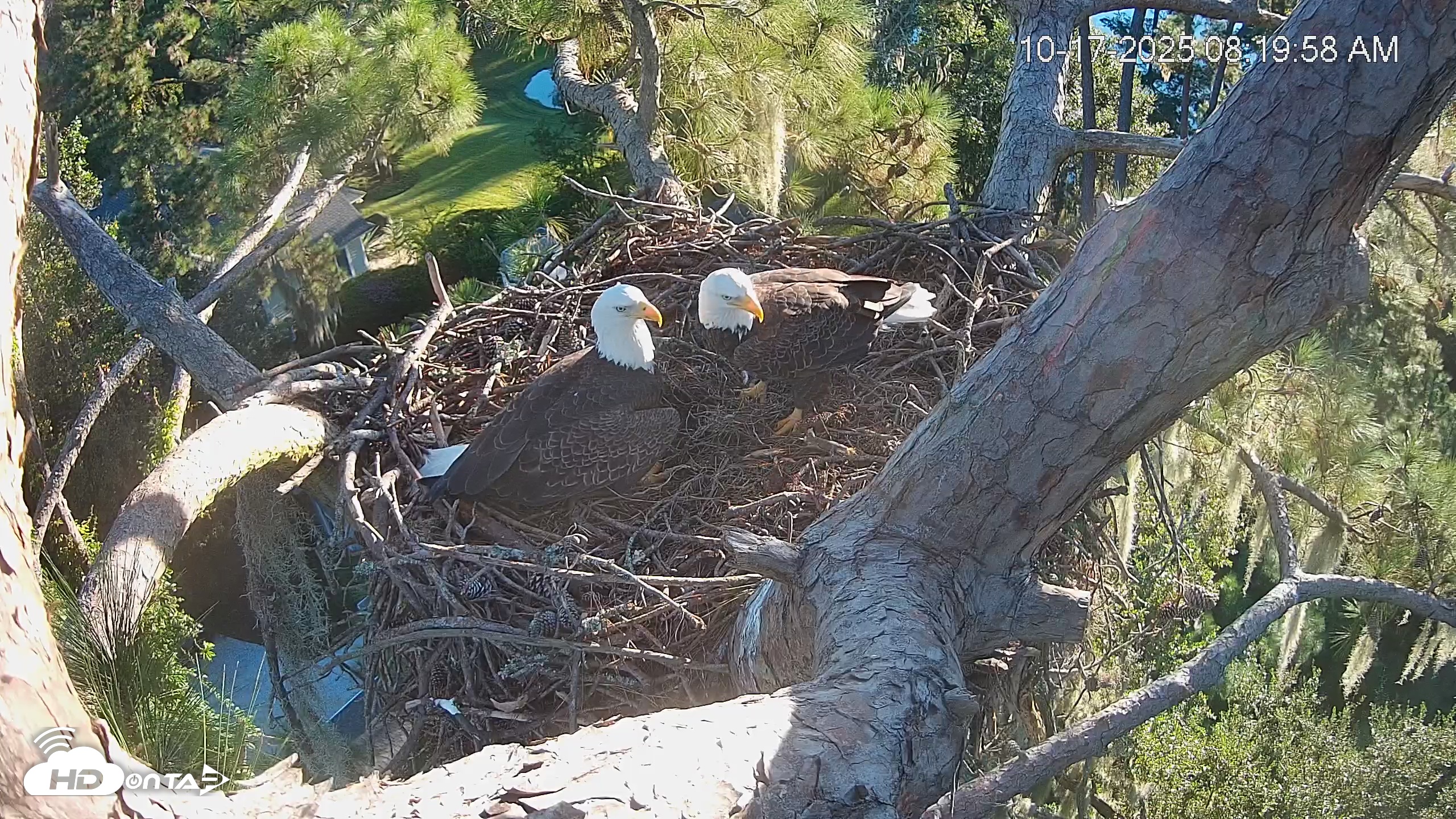 Snapshot of Dataw Island Conservancy Eagles Live Webcam taken Oct 17, 2025, 8:20am EDT