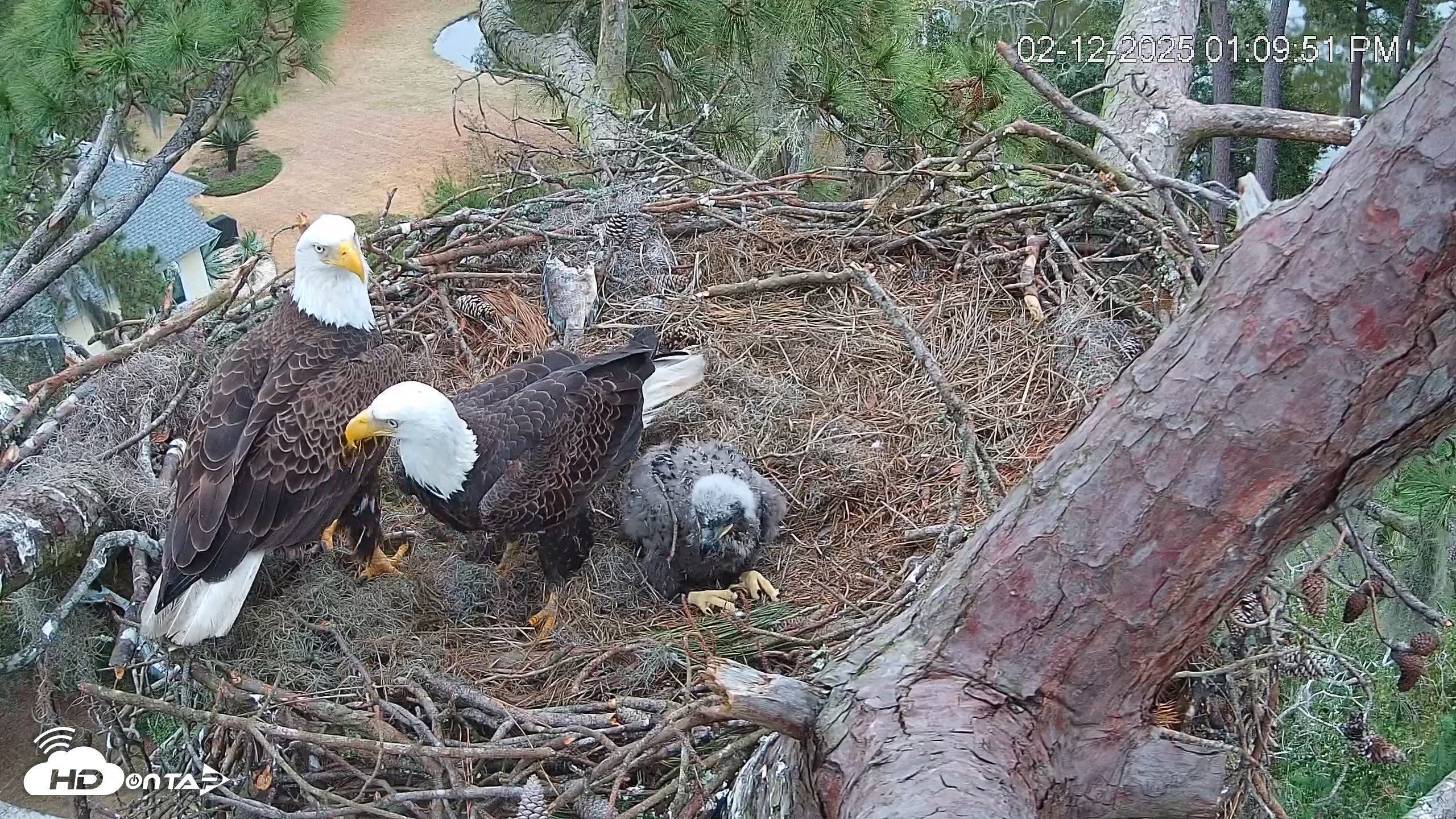 Snapshot of Dataw Island Conservancy Eagles Live Webcam taken Feb 12, 2025, 1:10pm EST