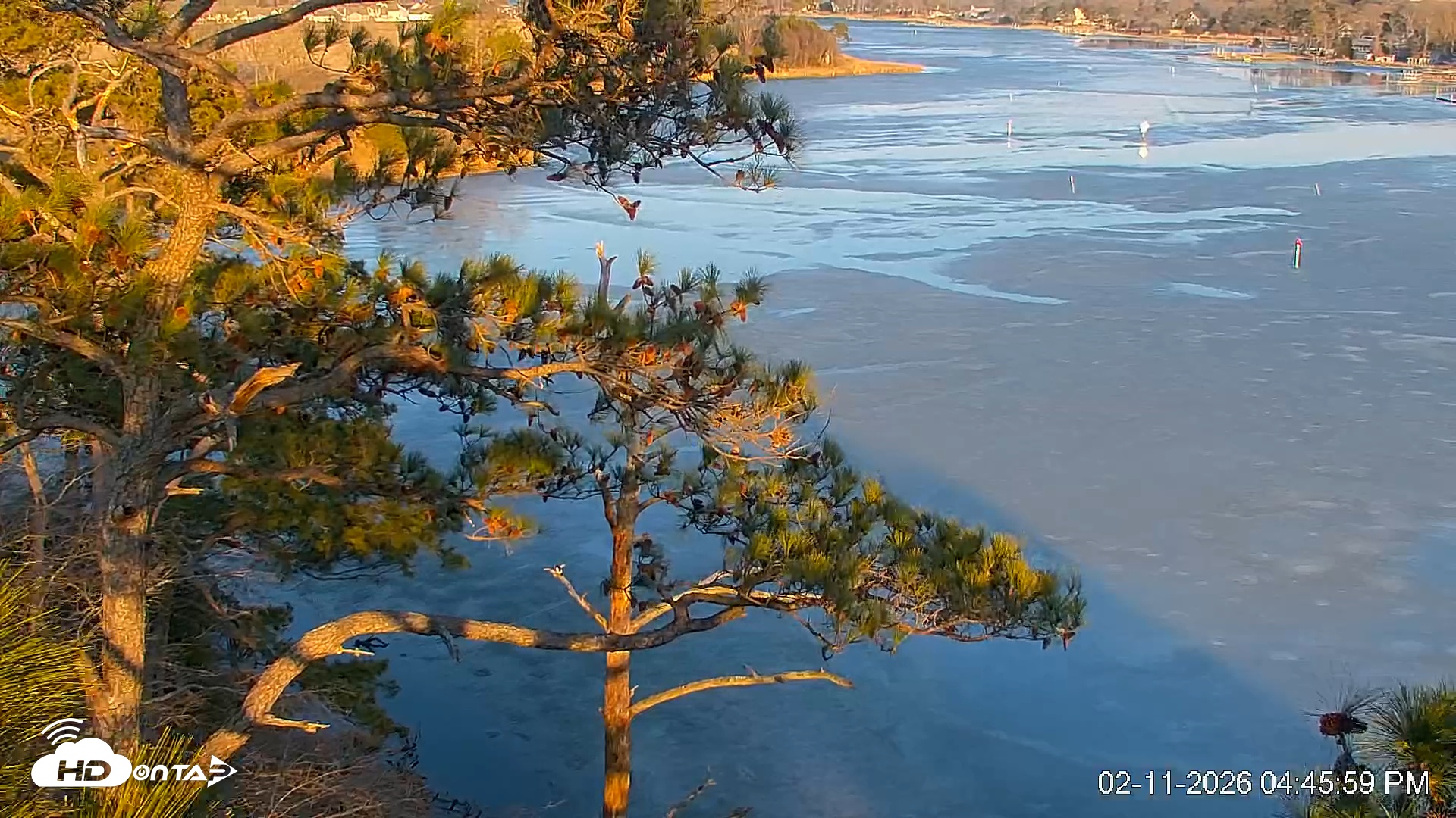 Snapshot of Delaware Botanic Gardens Eagles Live Cams taken Feb 11, 2026, 4:46pm EST