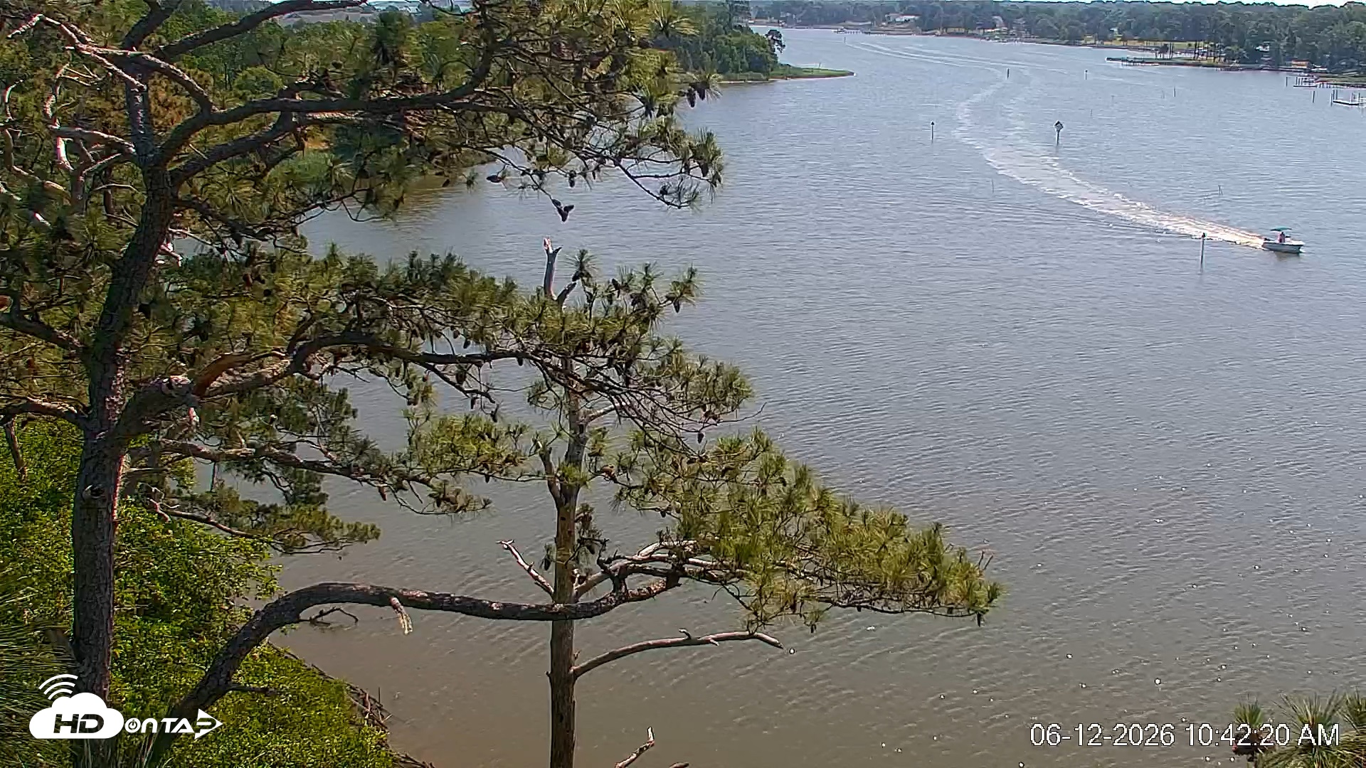 Snapshot of Delaware Botanic Gardens Eagles Live Cams taken Jun 12, 2026, 10:43am EDT