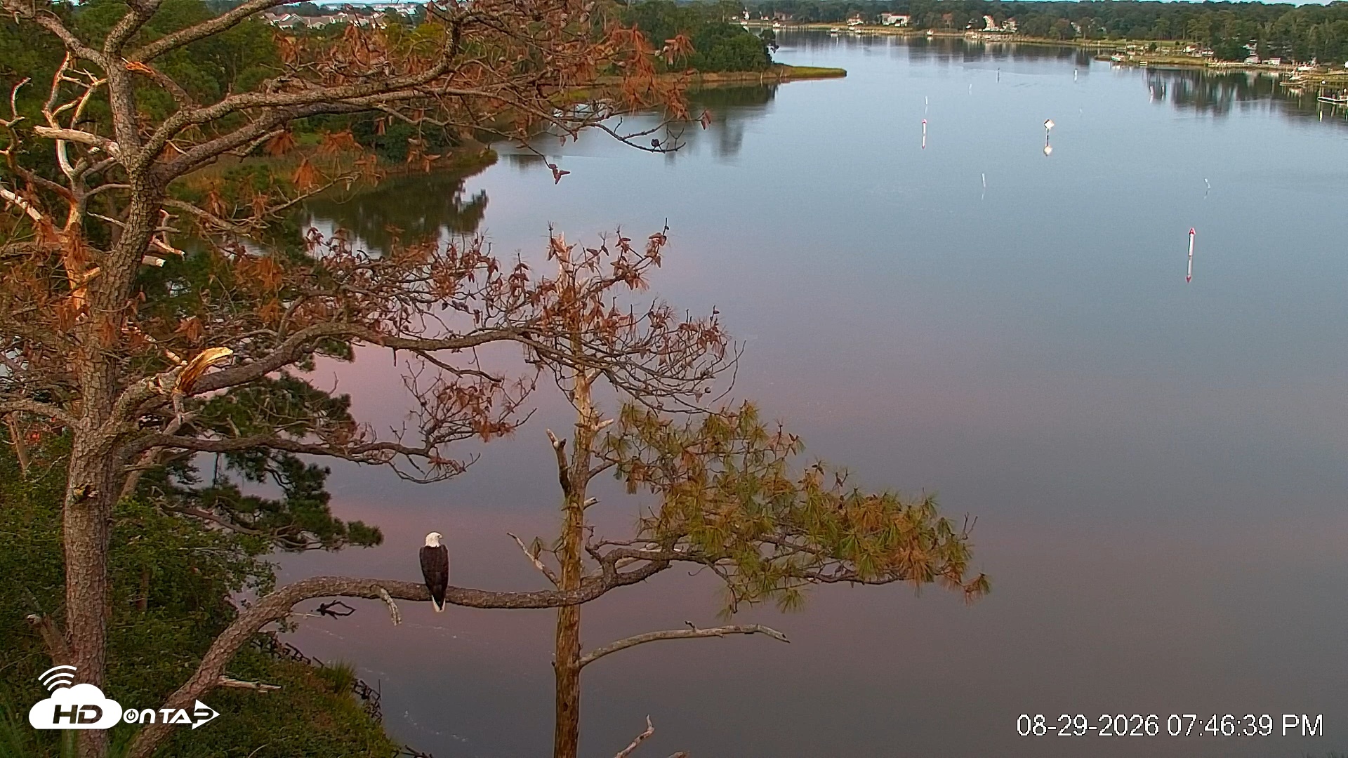 Snapshot of Delaware Botanic Gardens Eagles Live Cams taken Aug 29, 2026, 7:47pm EDT