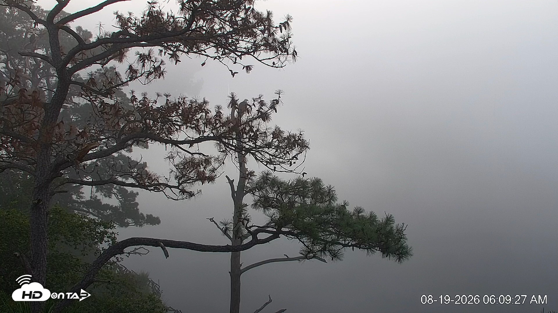 Snapshot of Delaware Botanic Gardens Eagles Live Cams taken Aug 19, 2026, 6:09am EDT