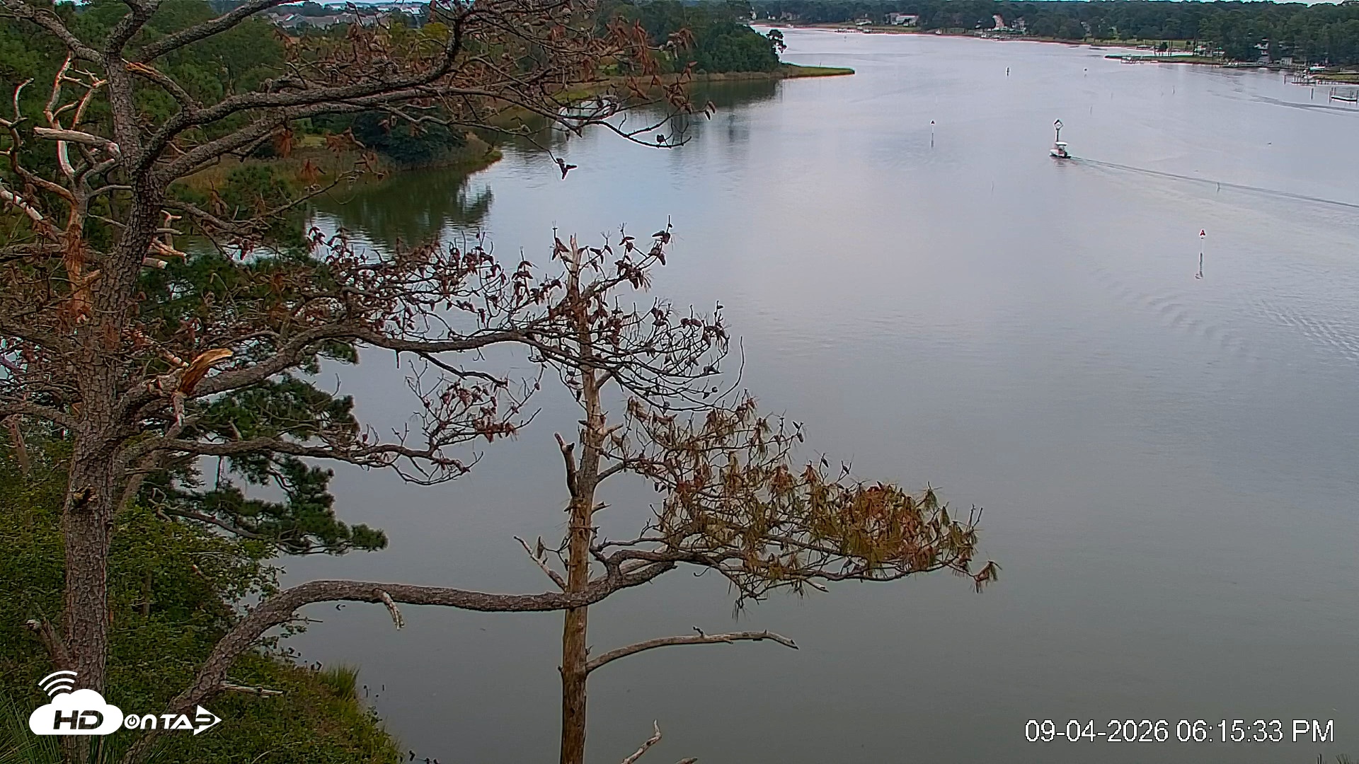 Snapshot of Delaware Botanic Gardens Eagles Live Cams taken Sep 4, 2026, 6:16pm EDT
