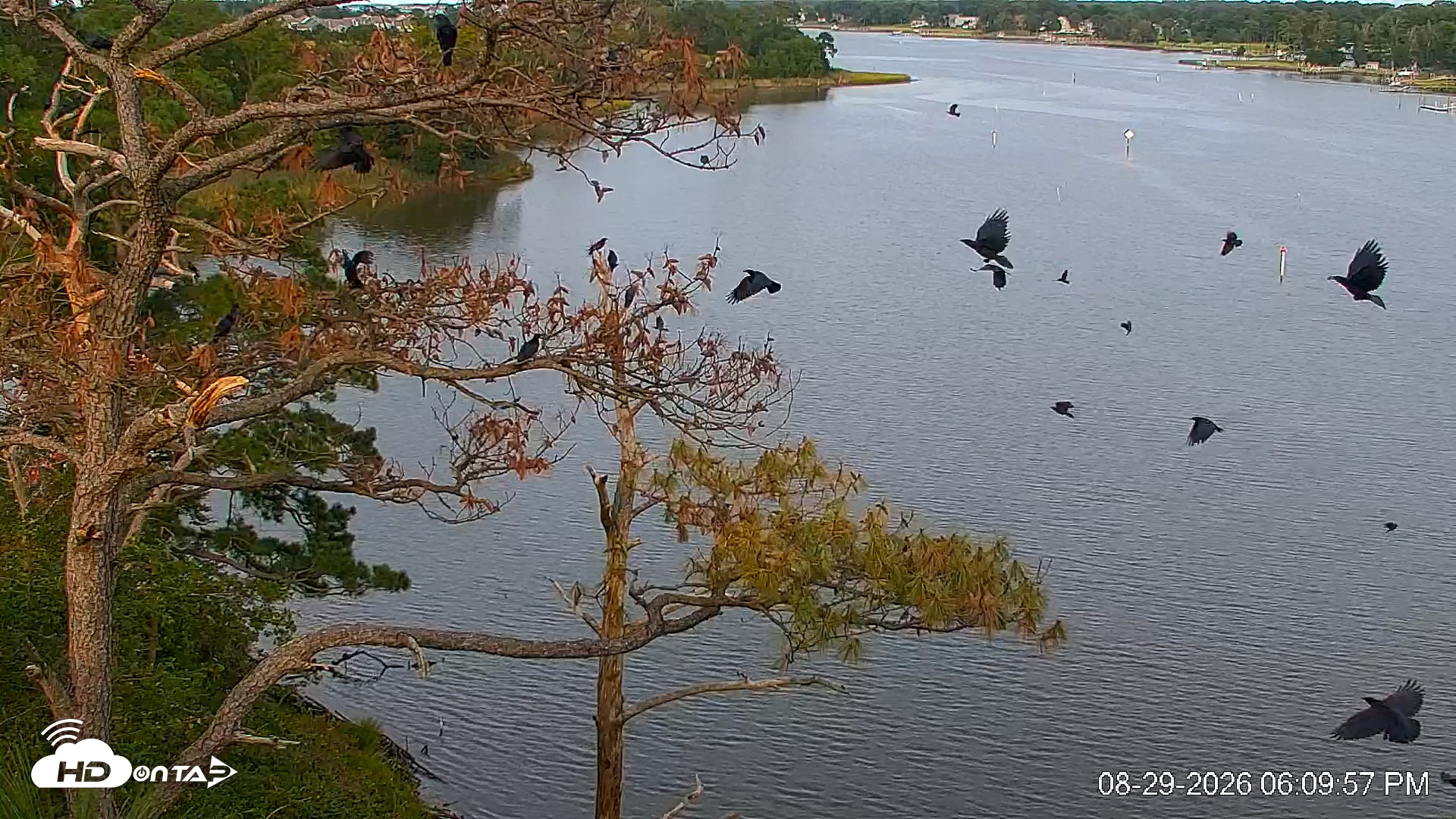 Snapshot of Delaware Botanic Gardens Eagles Live Cams taken Aug 29, 2026, 6:10pm EDT