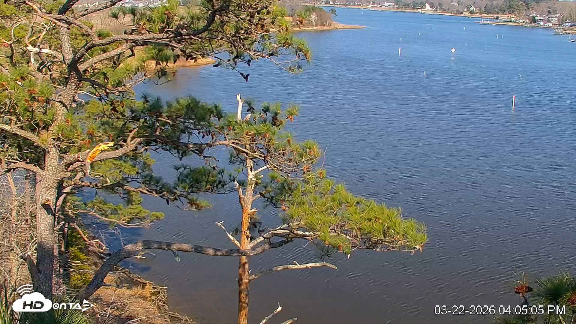 Snapshot of Delaware Botanic Gardens Eagles Live Cams taken Mar 22, 2026, 4:05pm EDT