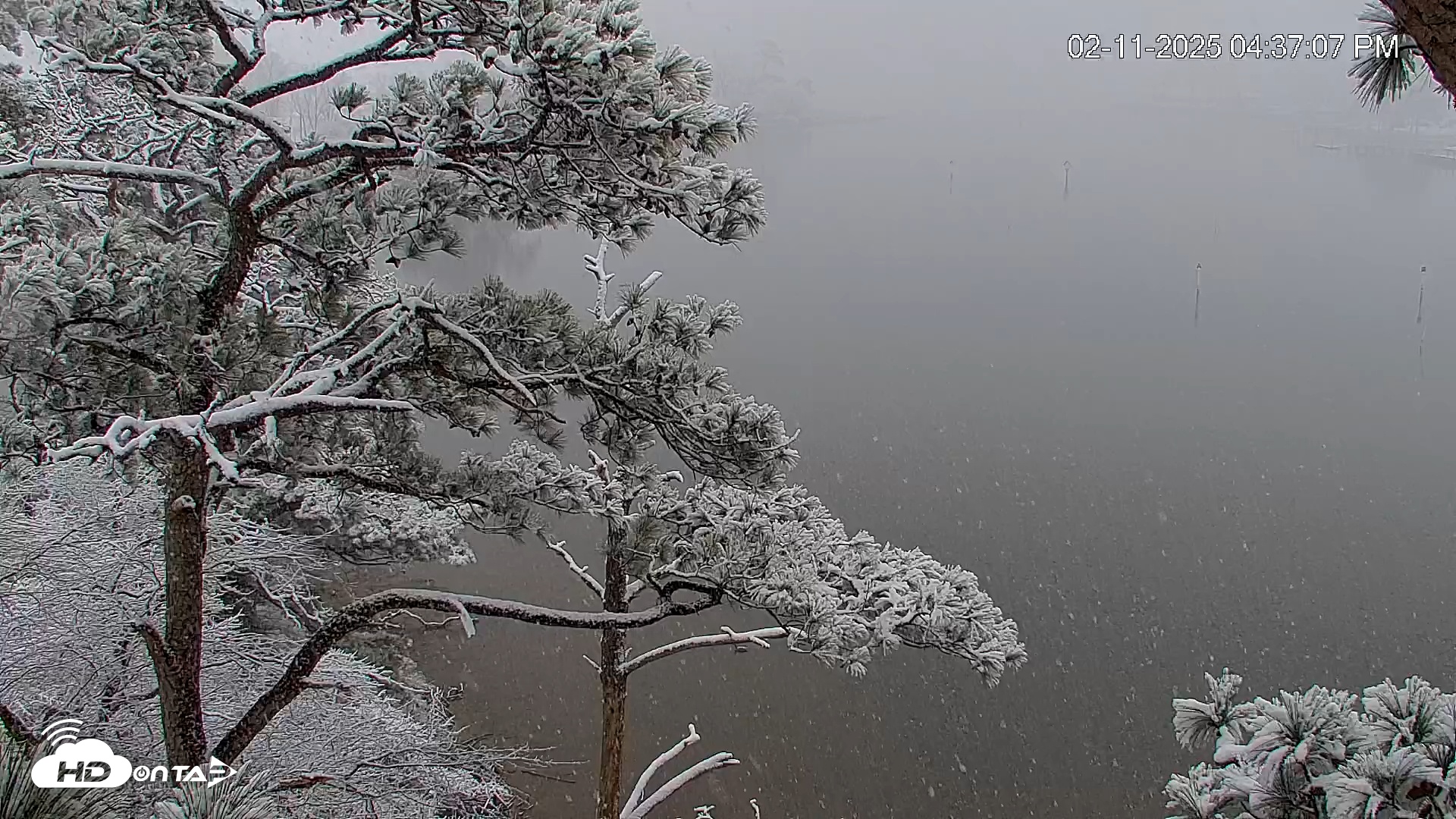 Snapshot of Delaware Botanic Gardens Eagles Live Cams taken Feb 11, 2025, 4:37pm EST