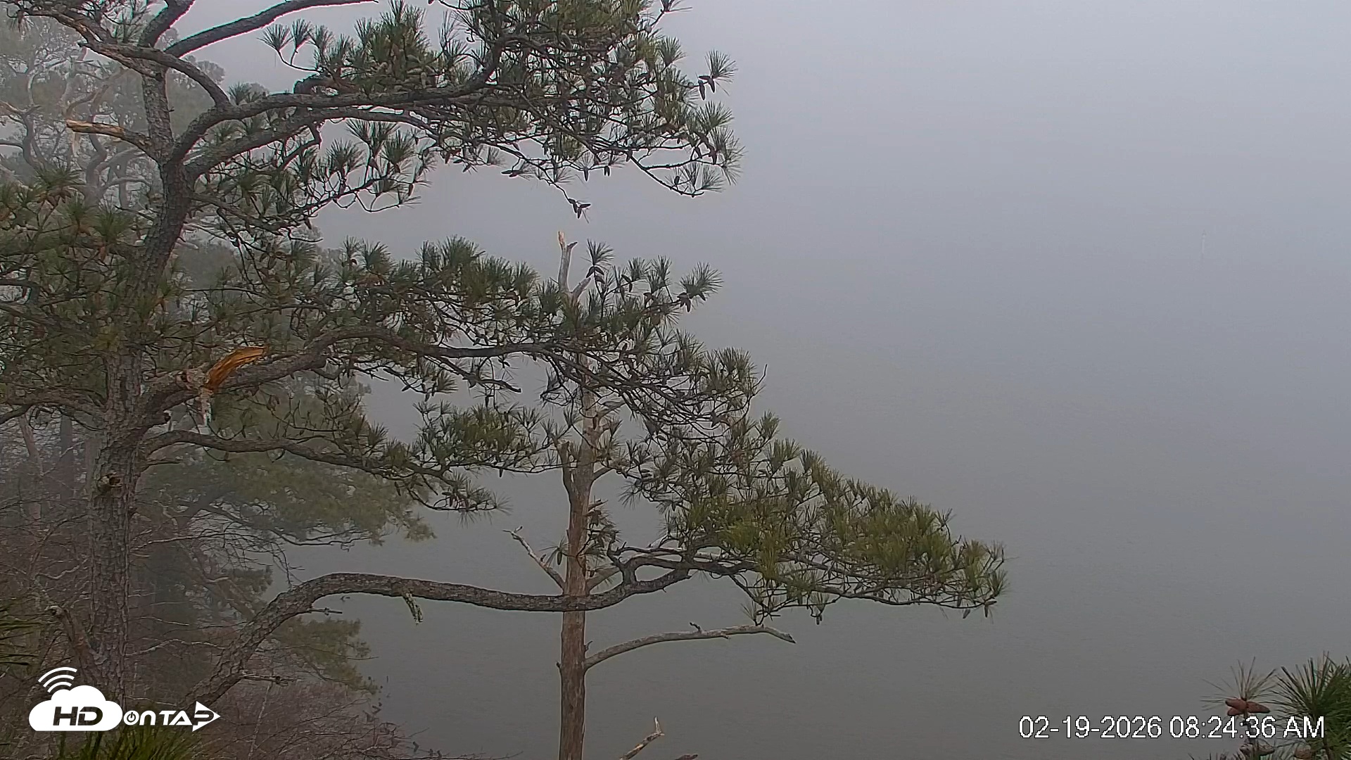 Snapshot of Delaware Botanic Gardens Eagles Live Cams taken Feb 19, 2026, 8:25am EST