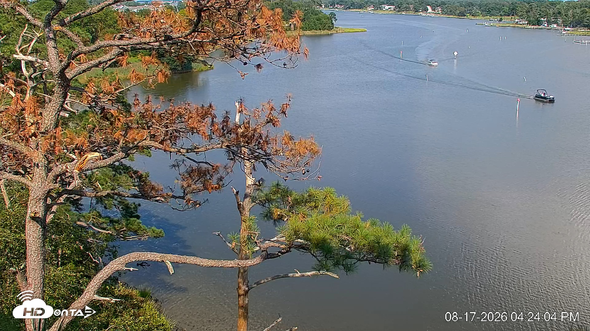 Snapshot of Delaware Botanic Gardens Eagles Live Cams taken Aug 17, 2026, 4:24pm EDT