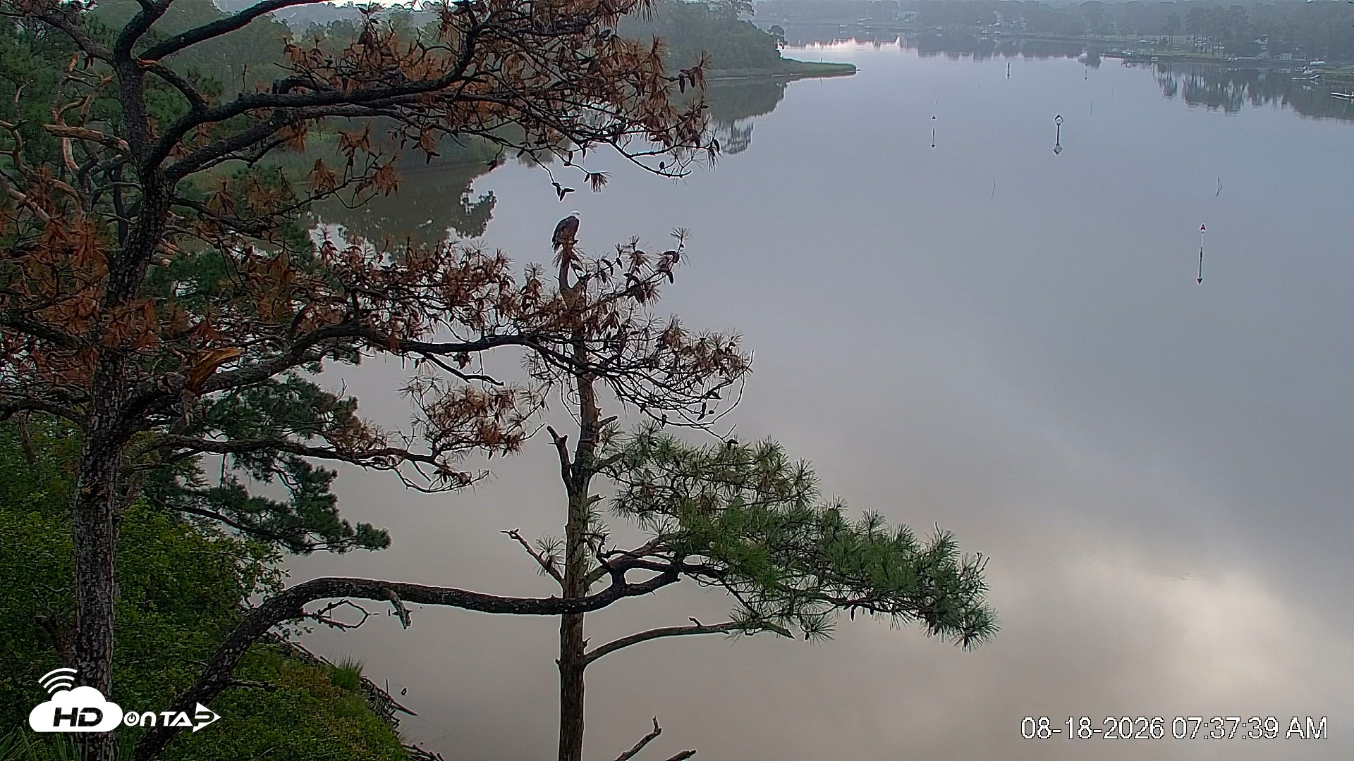 Snapshot of Delaware Botanic Gardens Eagles Live Cams taken Aug 18, 2026, 7:38am EDT