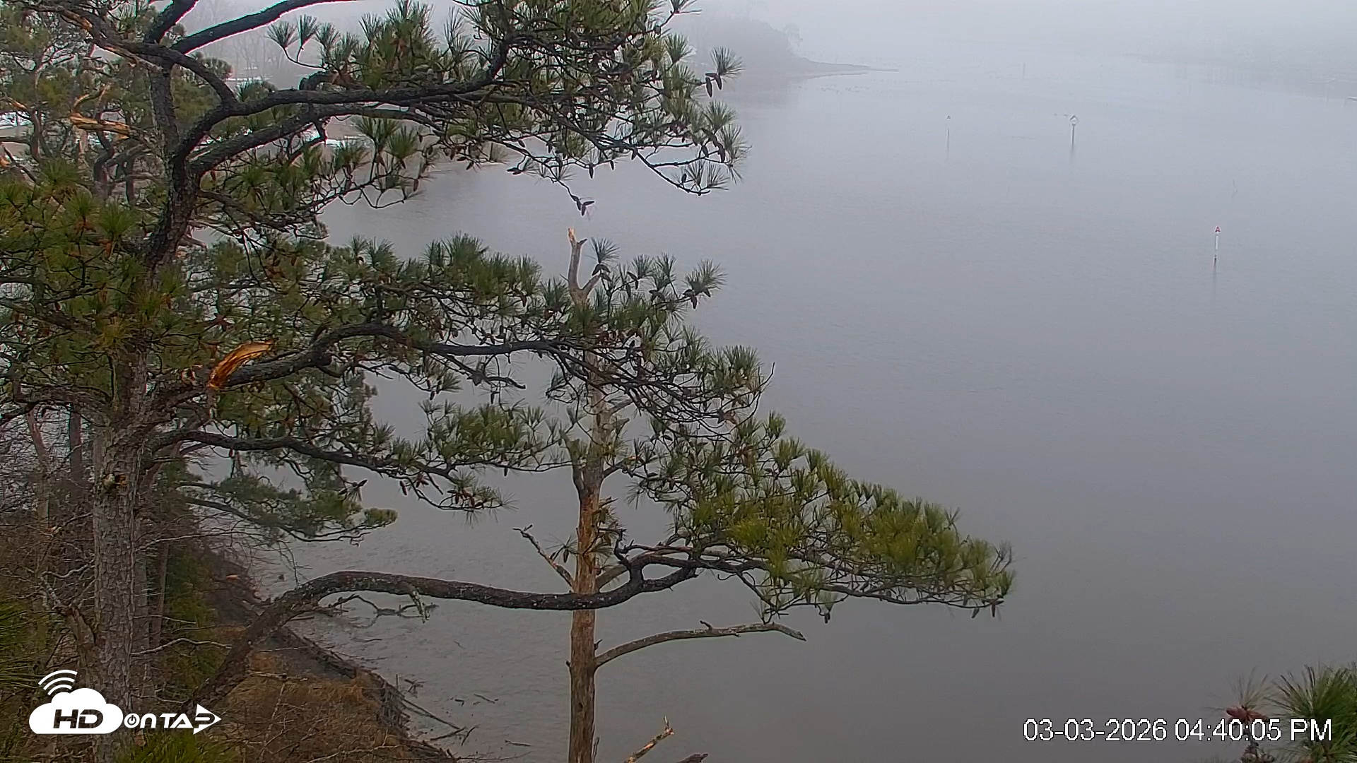 Snapshot of Delaware Botanic Gardens Eagles Live Cams taken Mar 3, 2026, 4:40pm EST