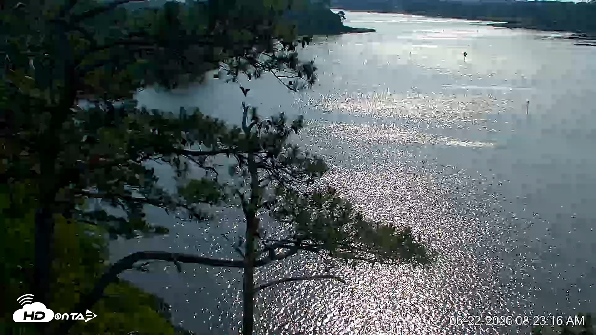Snapshot of Delaware Botanic Gardens Eagles Live Cams taken Jun 22, 2026, 8:24am EDT