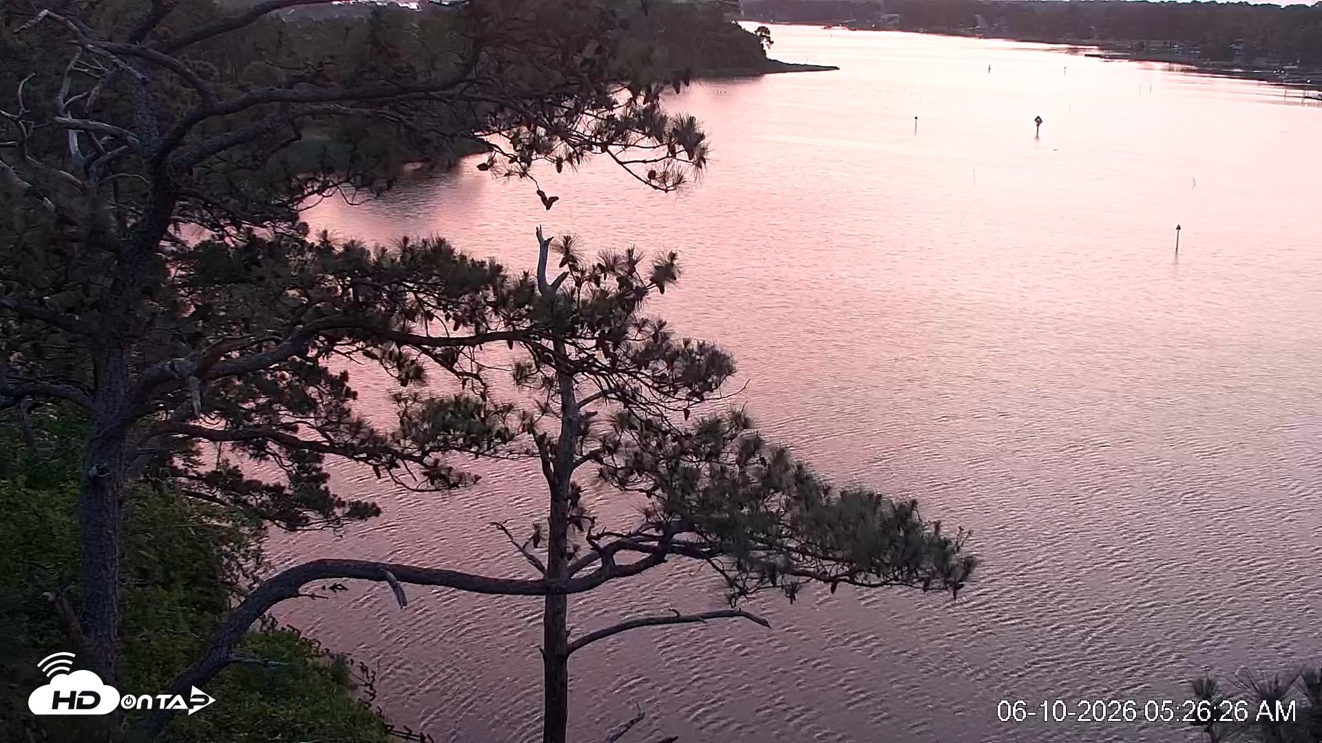 Snapshot of Delaware Botanic Gardens Eagles Live Cams taken Jun 10, 2026, 5:27am EDT