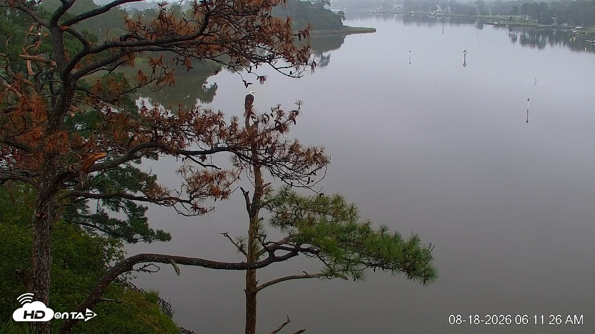 Snapshot of Delaware Botanic Gardens Eagles Live Cams taken Aug 18, 2026, 6:12am EDT