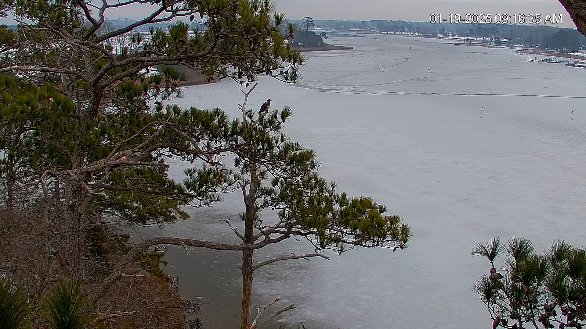 Snapshot of Delaware Botanic Gardens Eagles Live Cams taken Jan 19, 2025, 9:17am EST