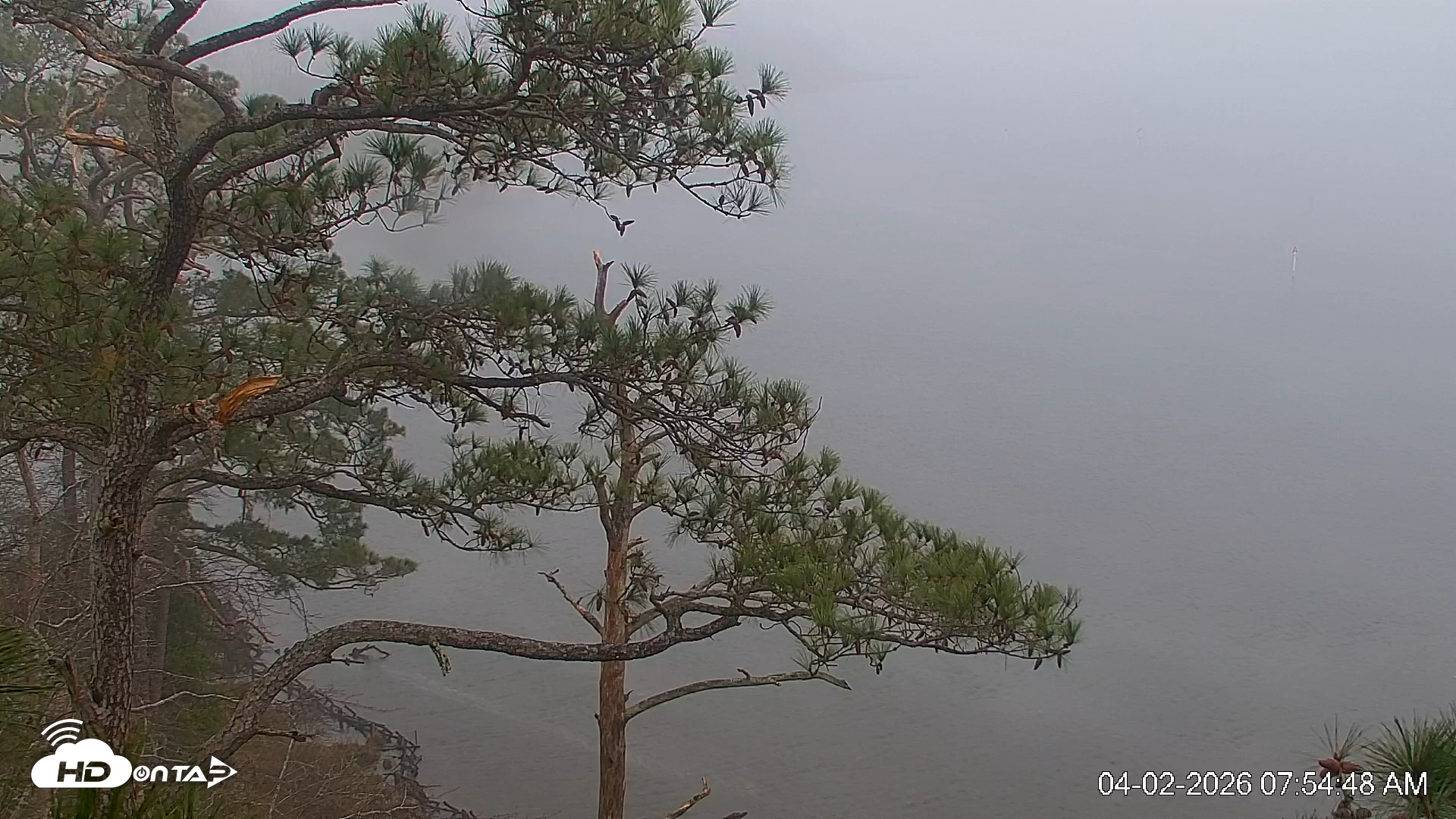 Snapshot of Delaware Botanic Gardens Eagles Live Cams taken Apr 2, 2026, 7:55am EDT