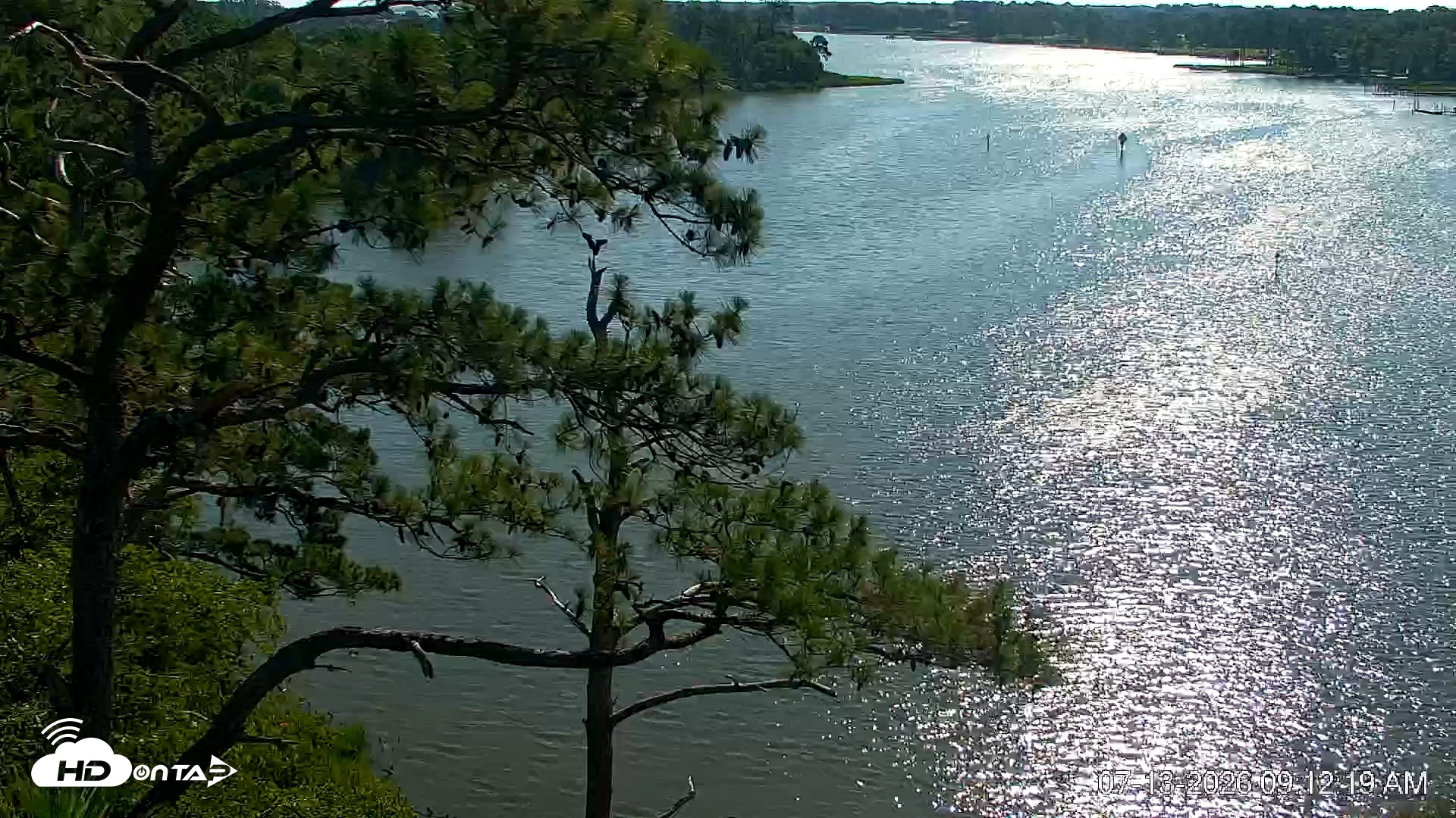 Snapshot of Delaware Botanic Gardens Eagles Live Cams taken Jul 13, 2026, 9:13am EDT