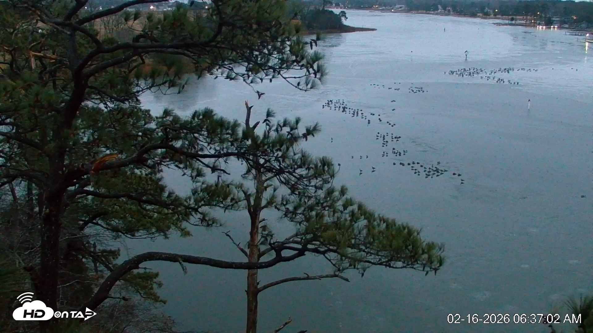 Snapshot of Delaware Botanic Gardens Eagles Live Cams taken Feb 16, 2026, 6:37am EST