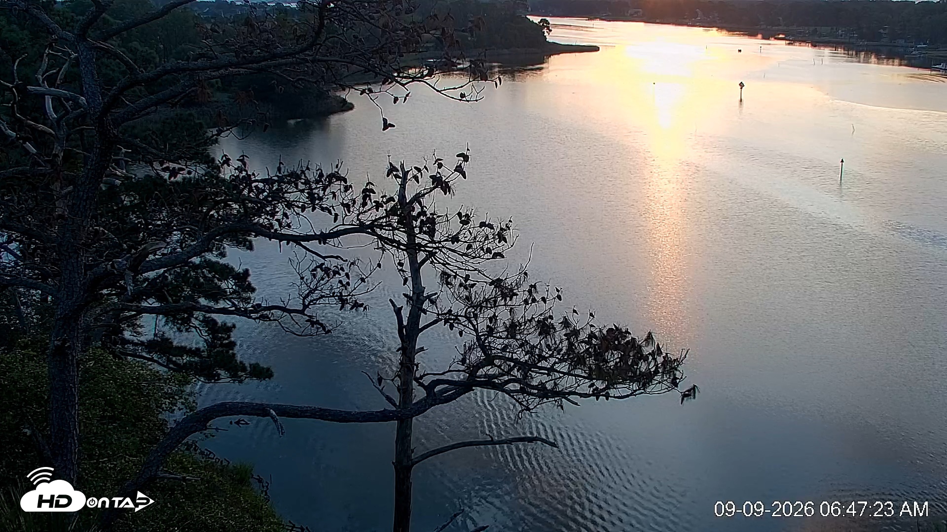 Snapshot of Delaware Botanic Gardens Eagles Live Cams taken Sep 9, 2026, 6:48am EDT