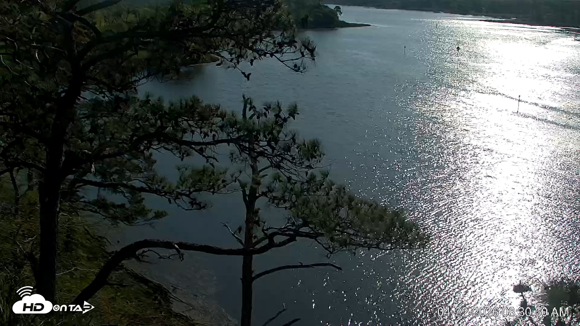 Snapshot of Delaware Botanic Gardens Eagles Live Cams taken Apr 22, 2026, 8:31am EDT