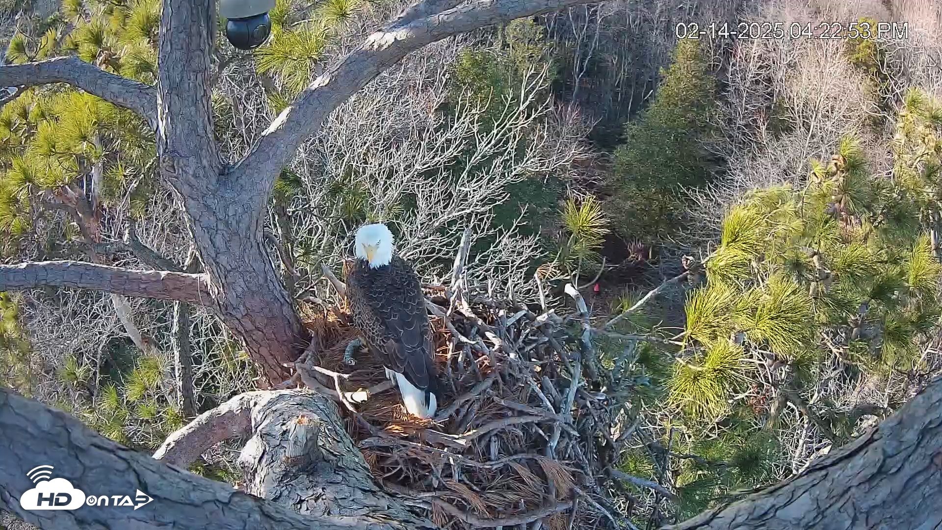 Snapshot of Delaware Botanic Gardens Eagles Live Cams taken Feb 14, 2025, 4:23pm EST