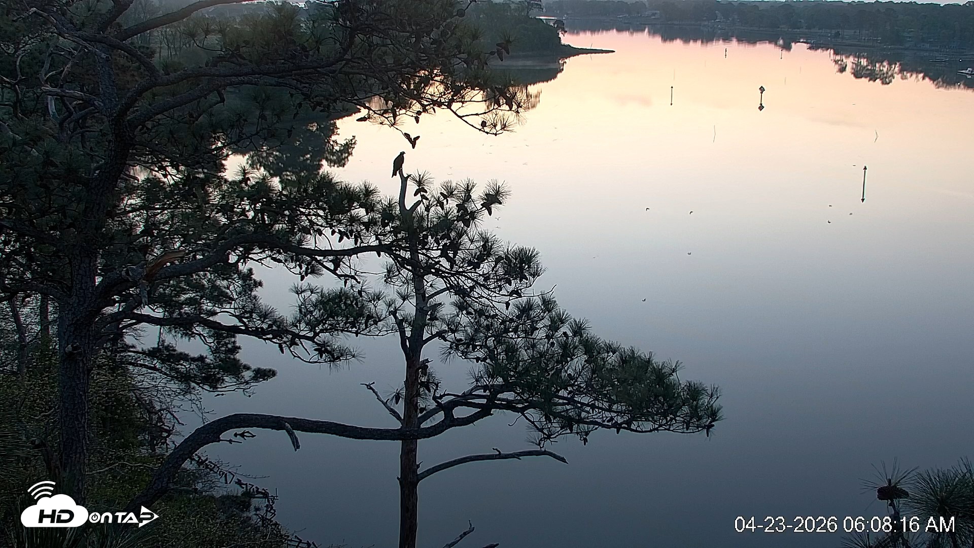 Snapshot of Delaware Botanic Gardens Eagles Live Cams taken Apr 23, 2026, 6:09am EDT