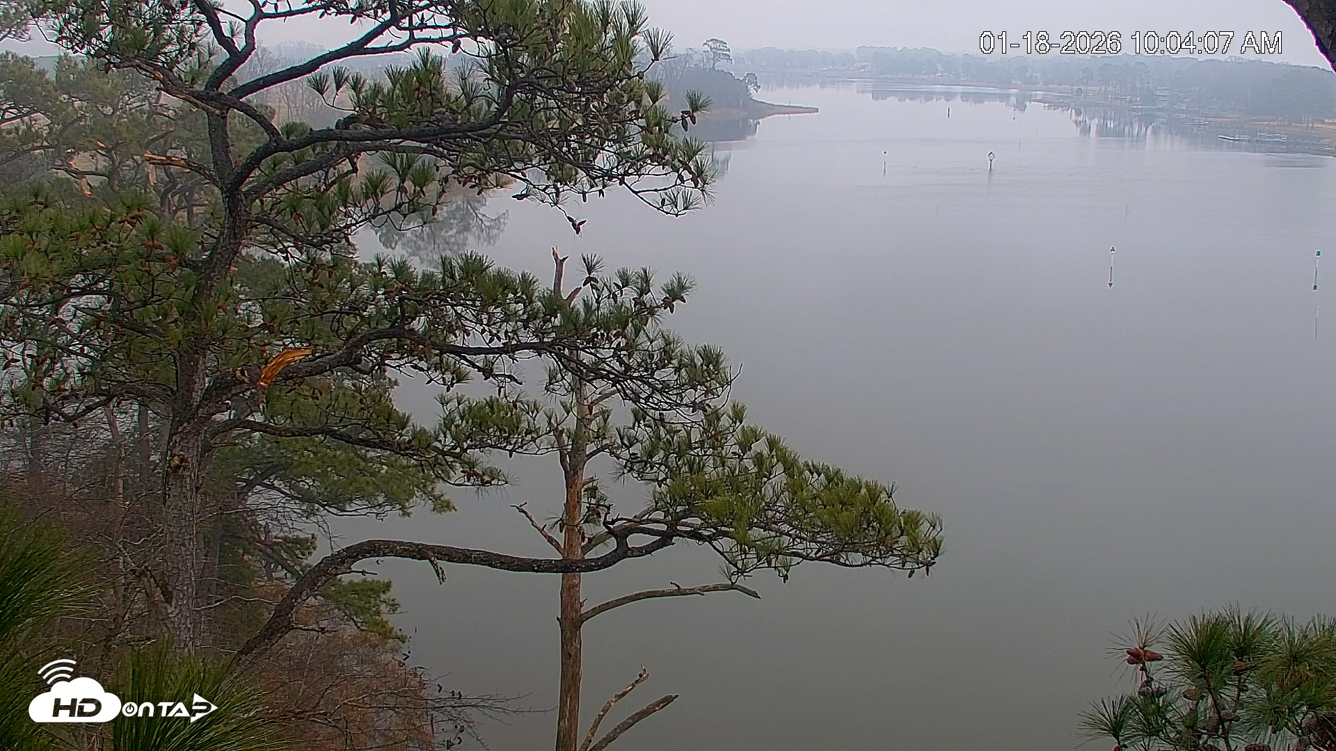 Snapshot of Delaware Botanic Gardens Eagles Live Cams taken Jan 18, 2026, 10:05am EST