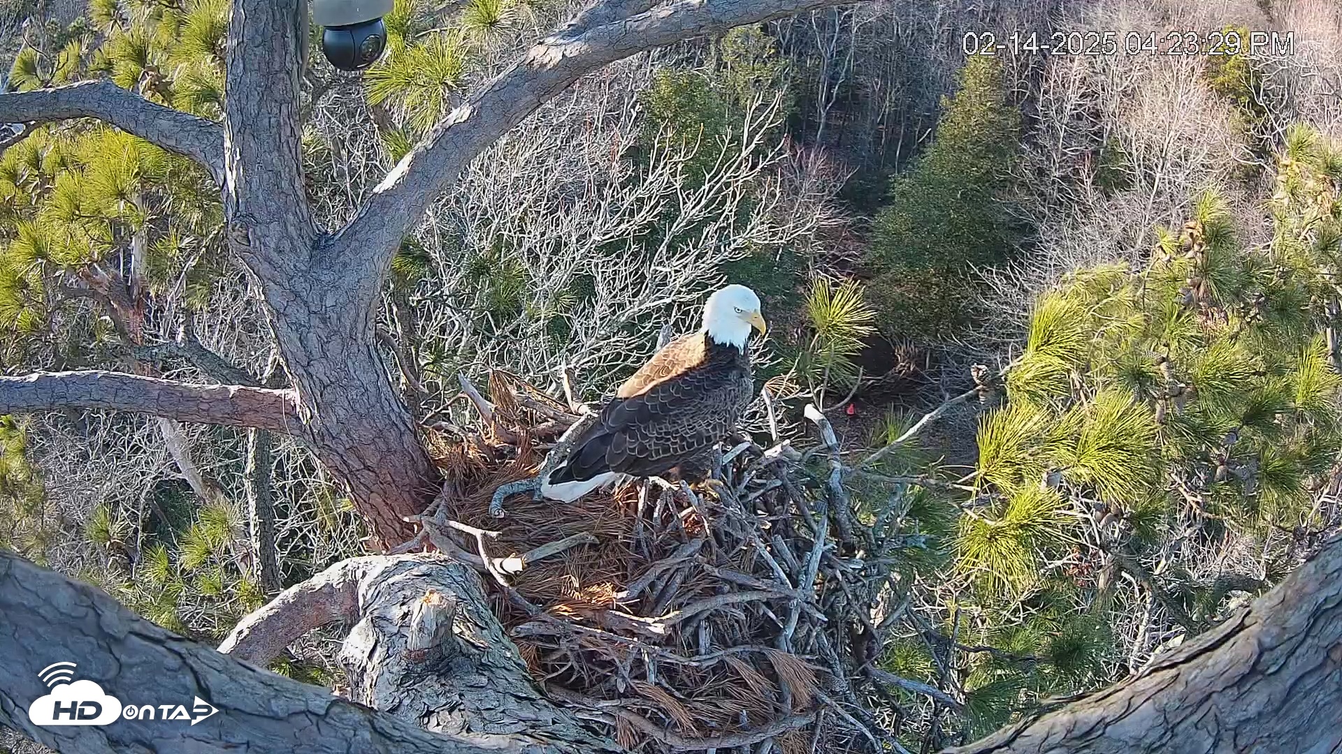 Snapshot of Delaware Botanic Gardens Eagles Live Cams taken Feb 14, 2025, 4:24pm EST