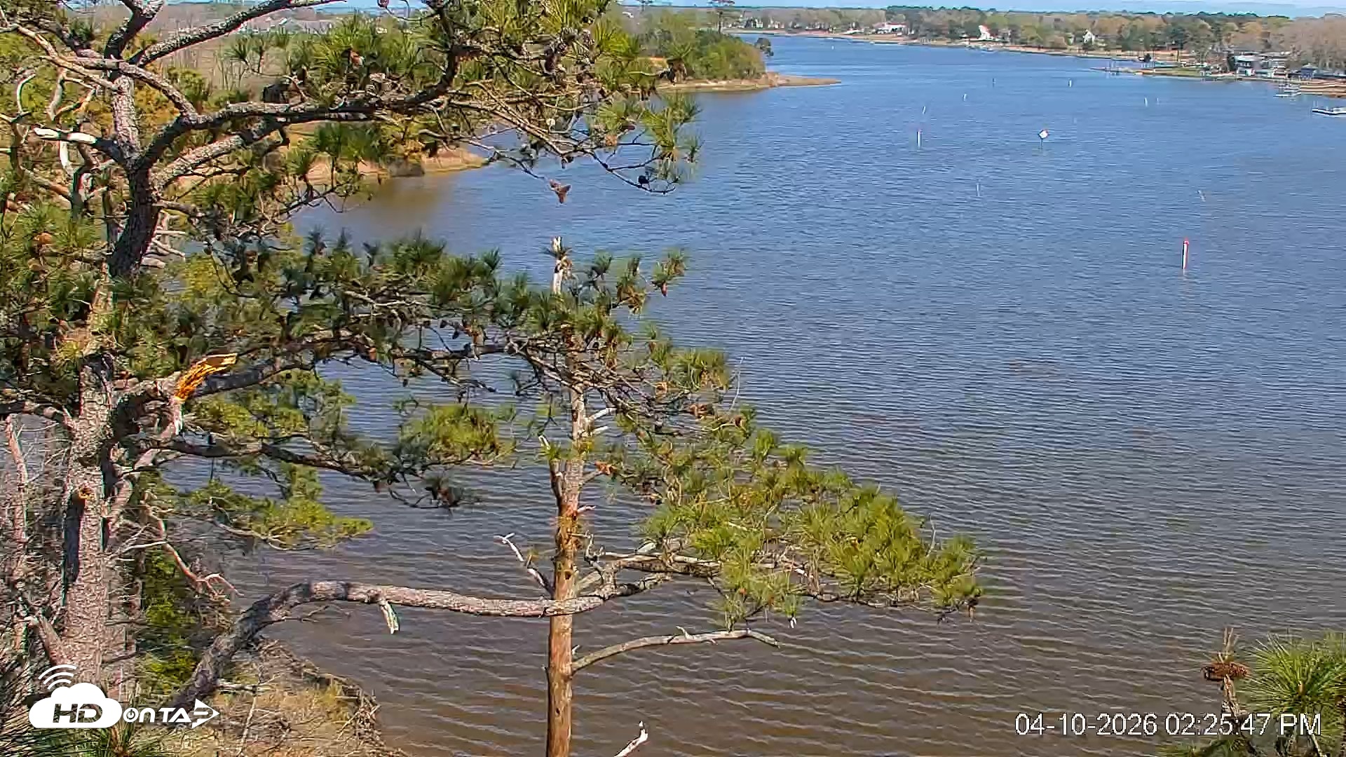 Snapshot of Delaware Botanic Gardens Eagles Live Cams taken Apr 10, 2026, 2:26pm EDT