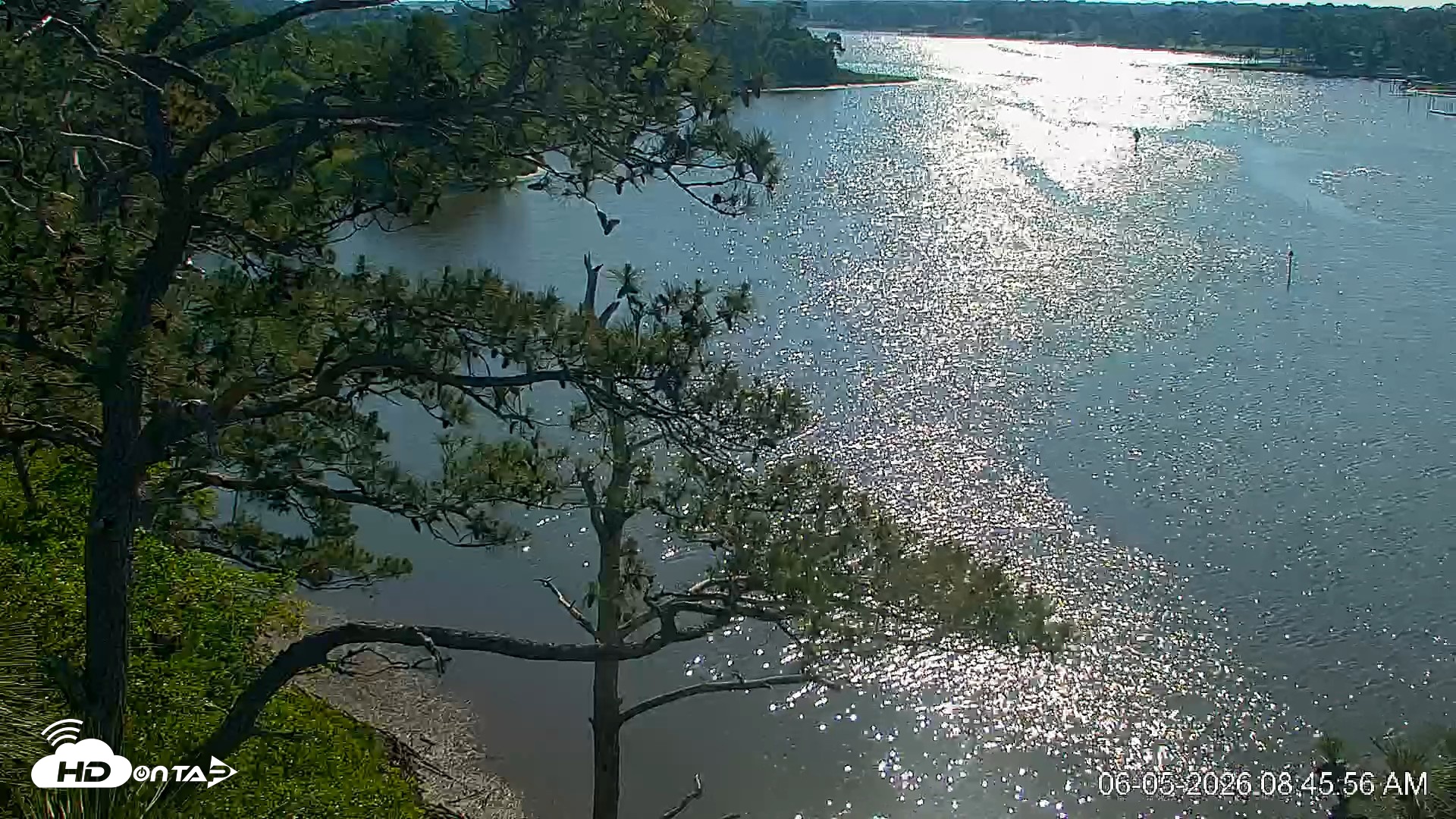 Snapshot of Delaware Botanic Gardens Eagles Live Cams taken Jun 5, 2026, 8:47am EDT