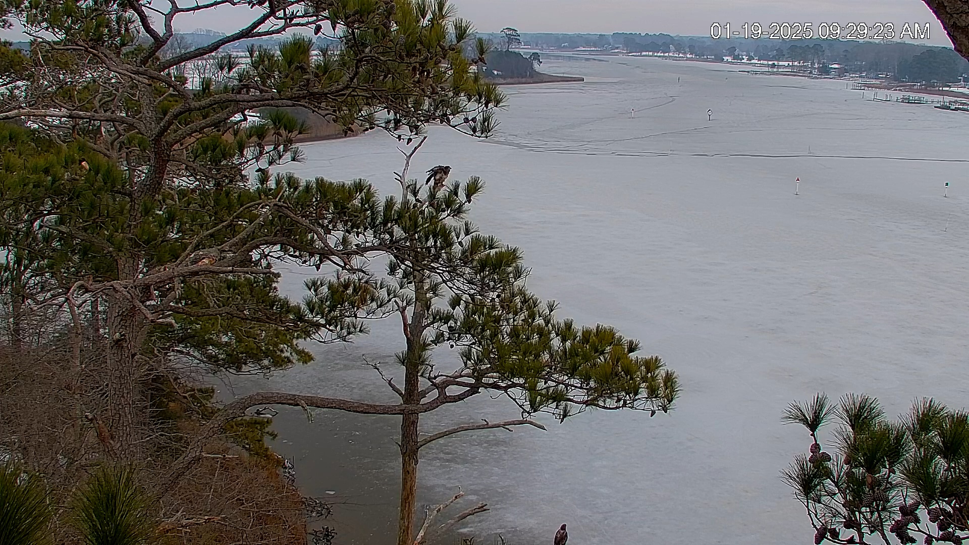 Snapshot of Delaware Botanic Gardens Eagles Live Cams taken Jan 19, 2025, 9:30am EST