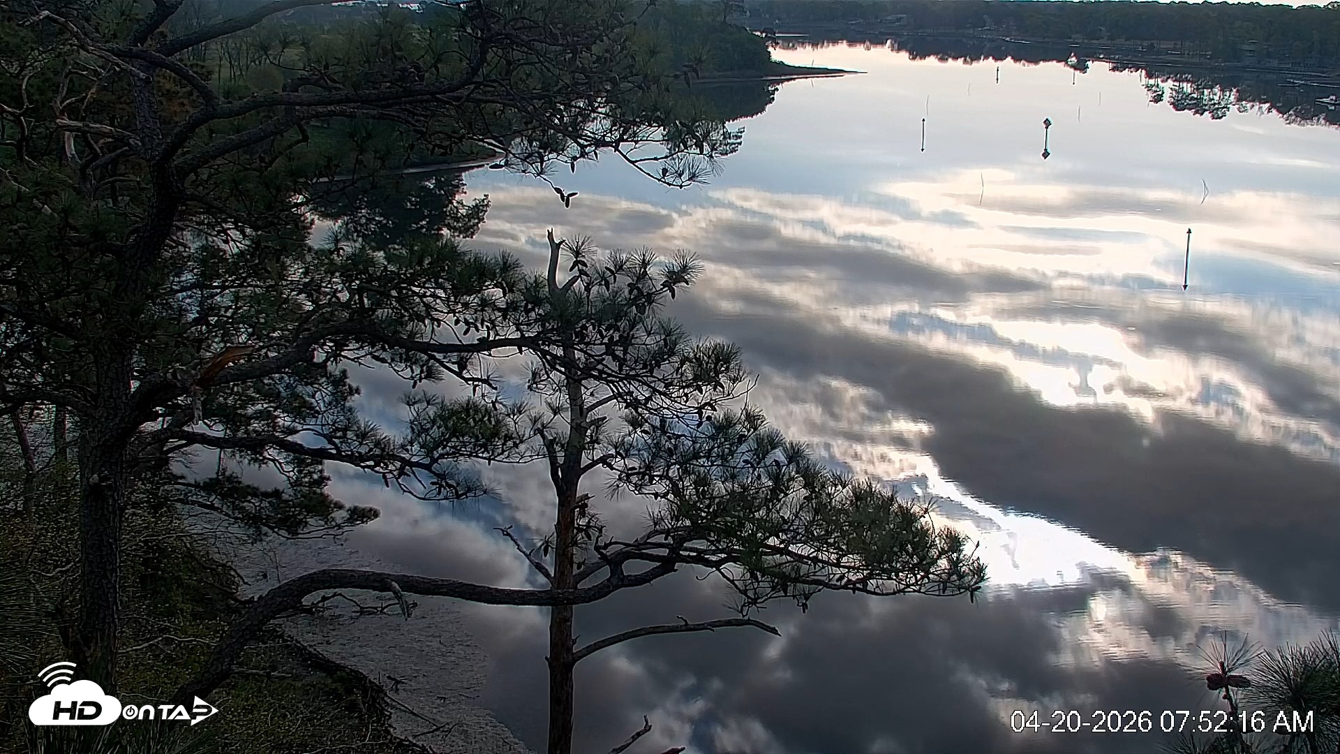 Snapshot of Delaware Botanic Gardens Eagles Live Cams taken Apr 20, 2026, 7:53am EDT