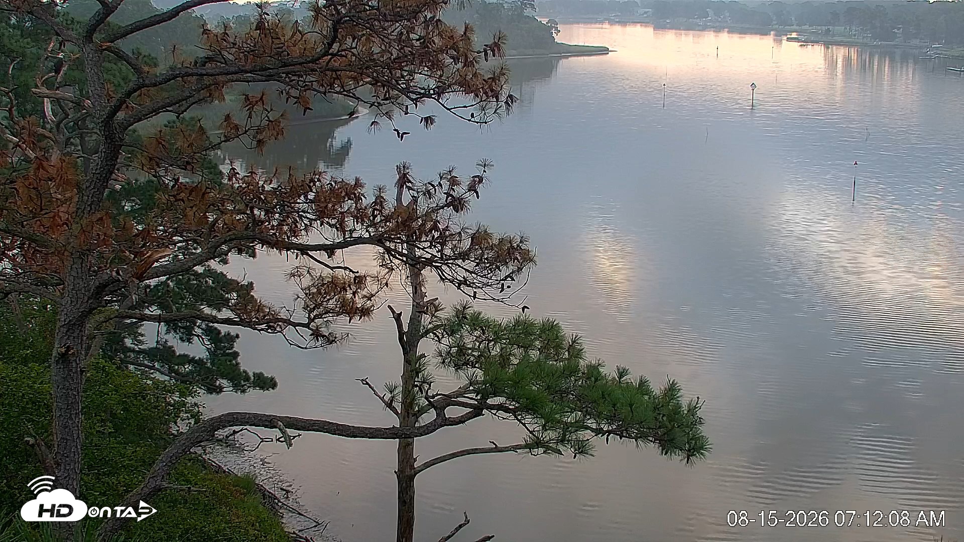 Snapshot of Delaware Botanic Gardens Eagles Live Cams taken Aug 15, 2026, 7:13am EDT