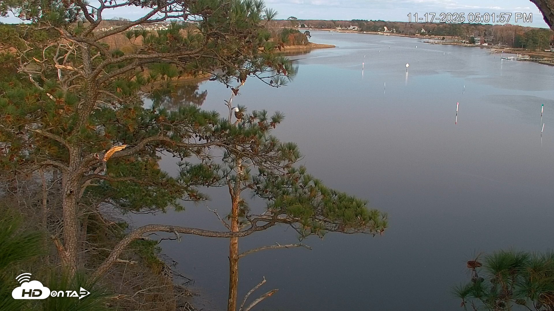 Snapshot of Delaware Botanic Gardens Eagles Live Cams taken Nov 17, 2025, 5:02pm EST