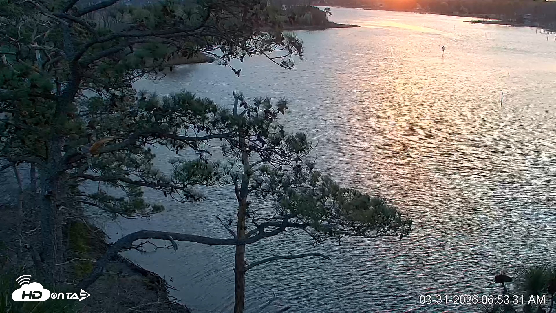 Snapshot of Delaware Botanic Gardens Eagles Live Cams taken Mar 31, 2026, 6:53am EDT