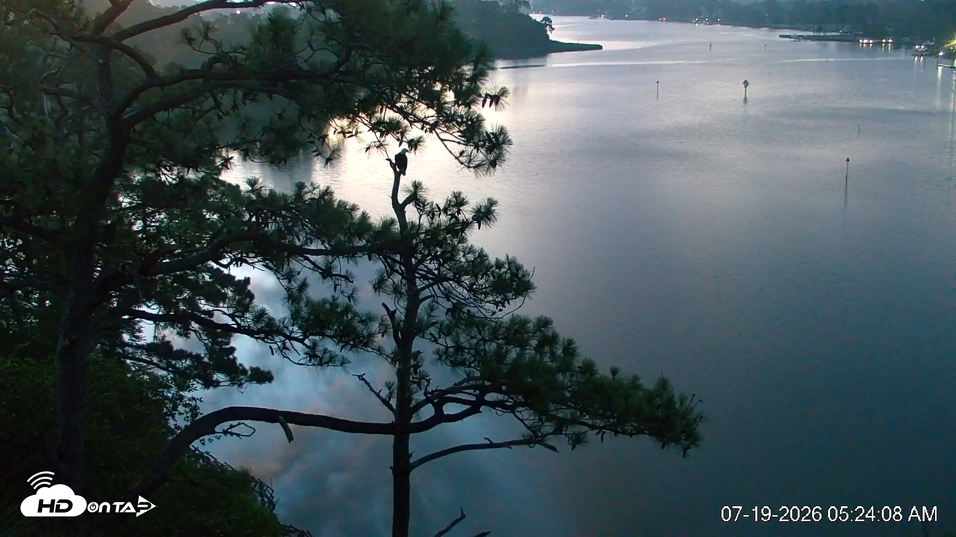 Snapshot of Delaware Botanic Gardens Eagles Live Cams taken Jul 19, 2026, 5:24am EDT