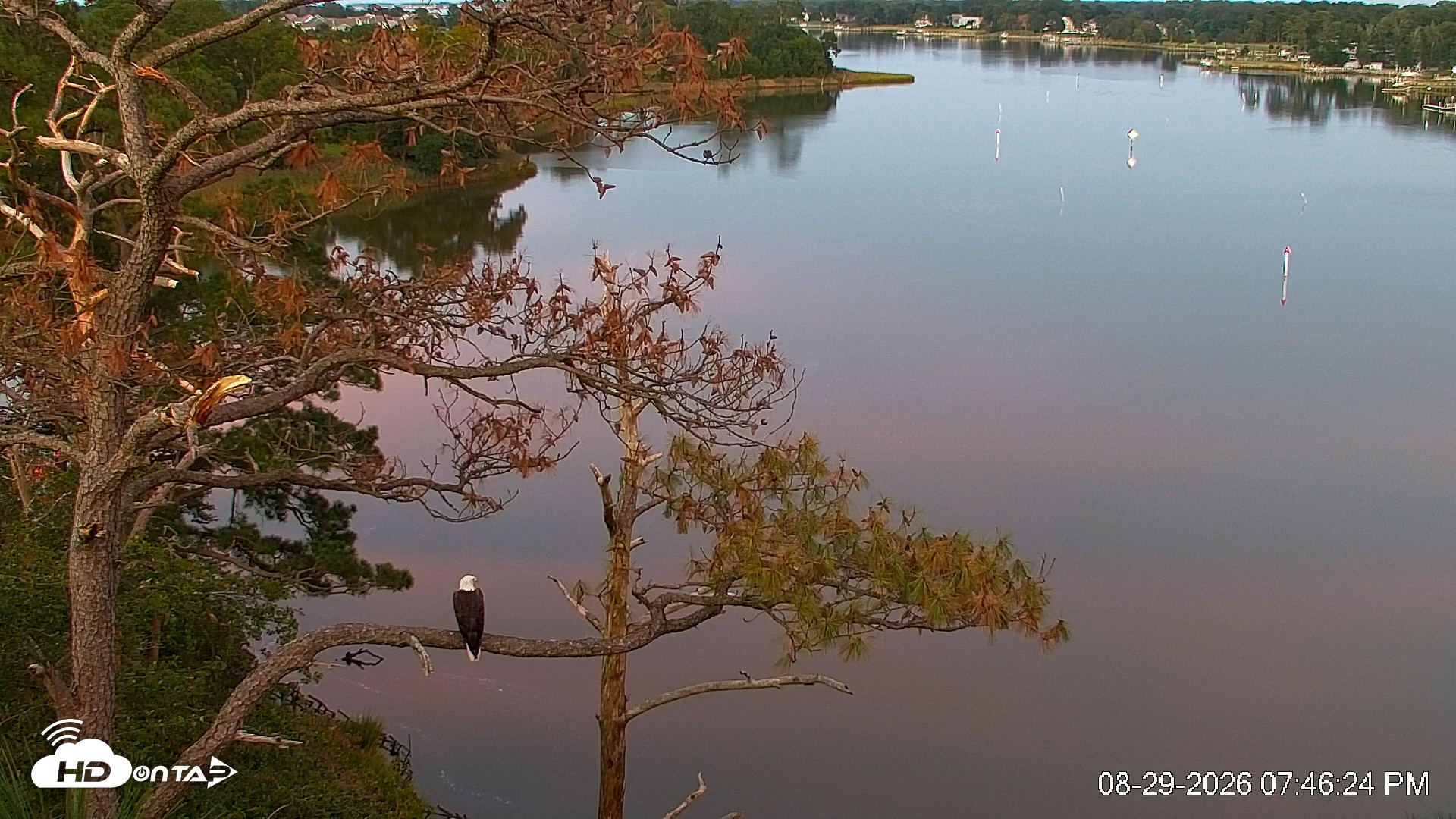 Snapshot of Delaware Botanic Gardens Eagles Live Cams taken Aug 29, 2026, 7:47pm EDT