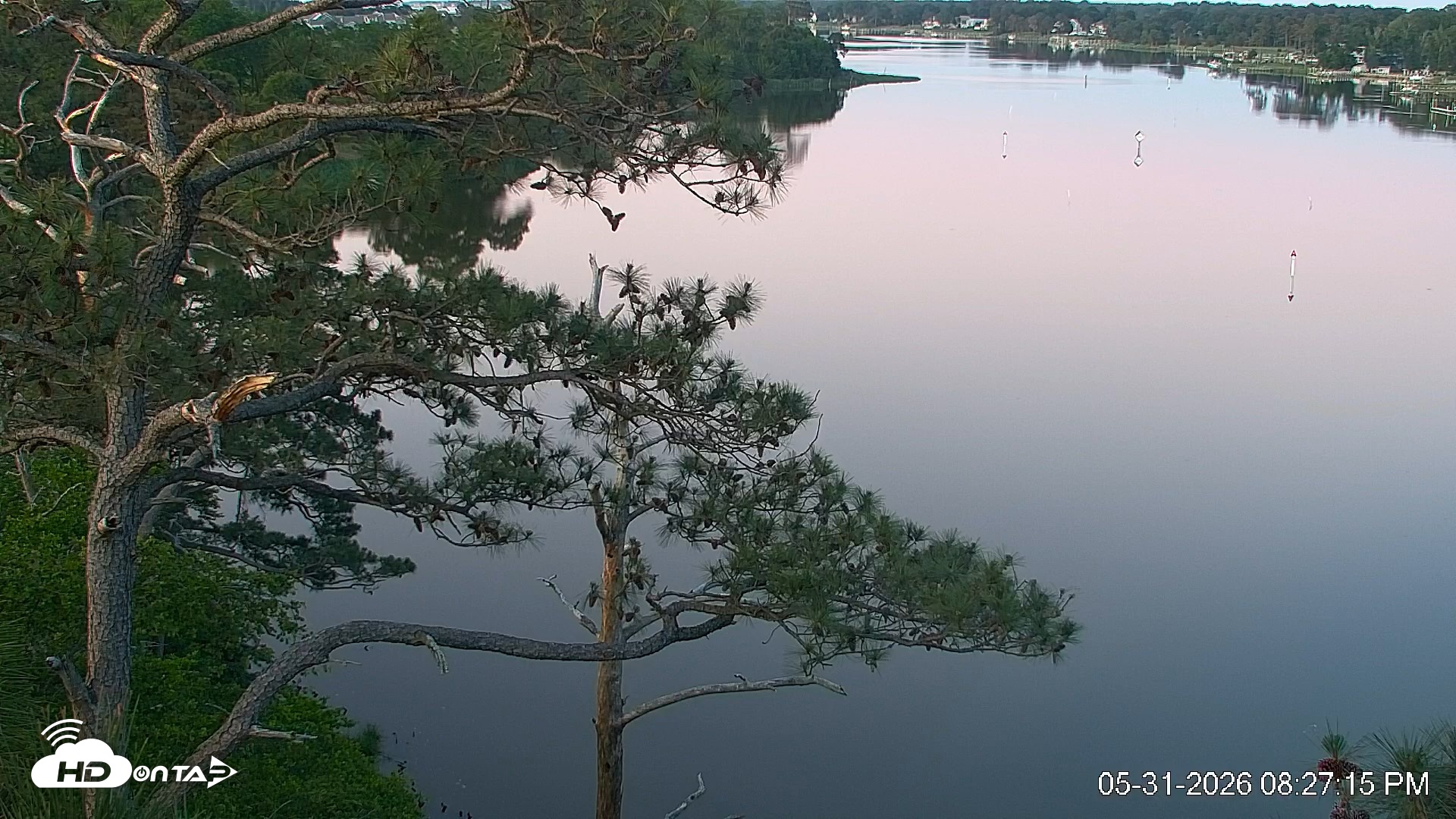 Snapshot of Delaware Botanic Gardens Eagles Live Cams taken May 31, 2026, 8:28pm EDT