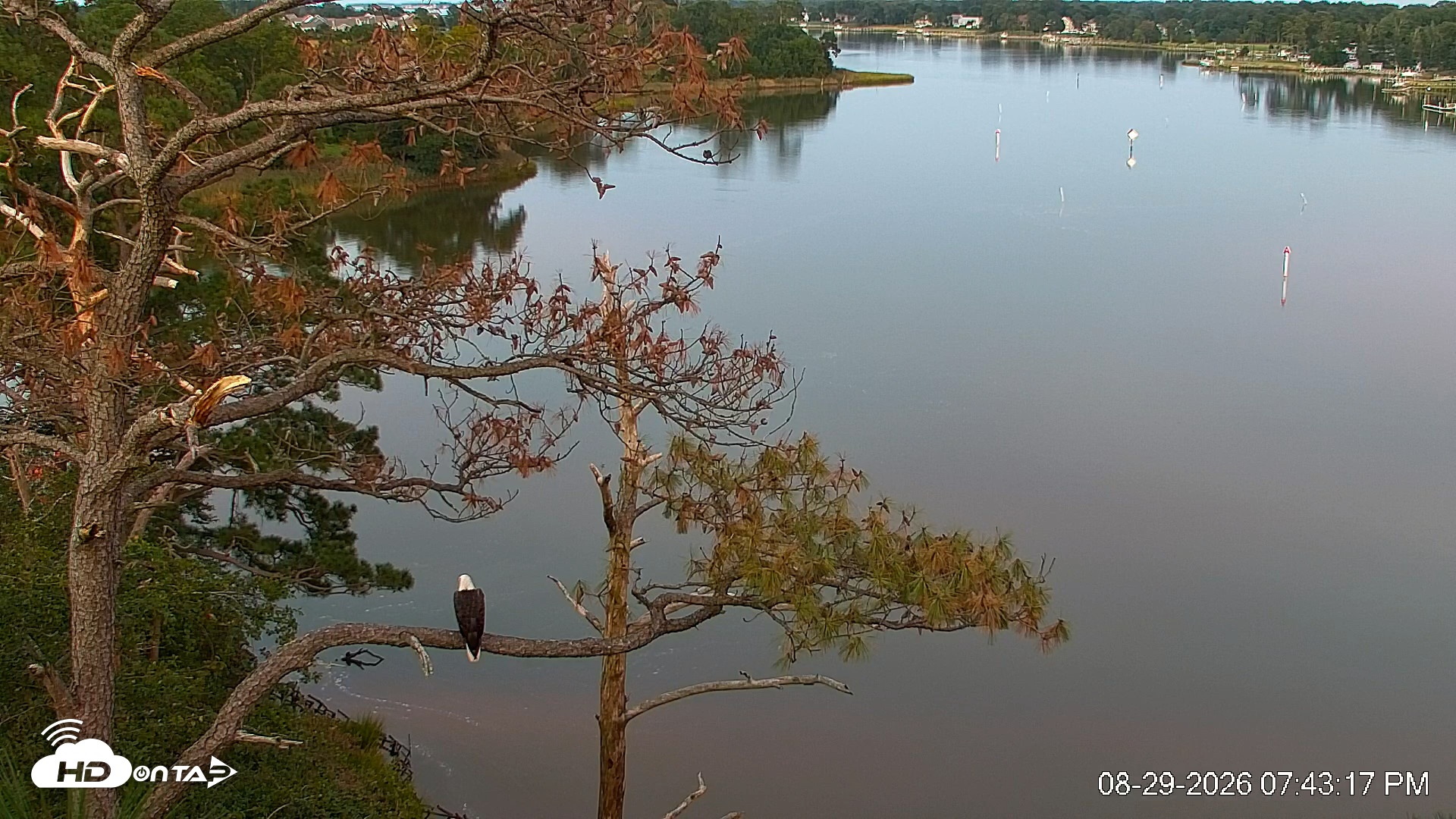 Snapshot of Delaware Botanic Gardens Eagles Live Cams taken Aug 29, 2026, 7:44pm EDT
