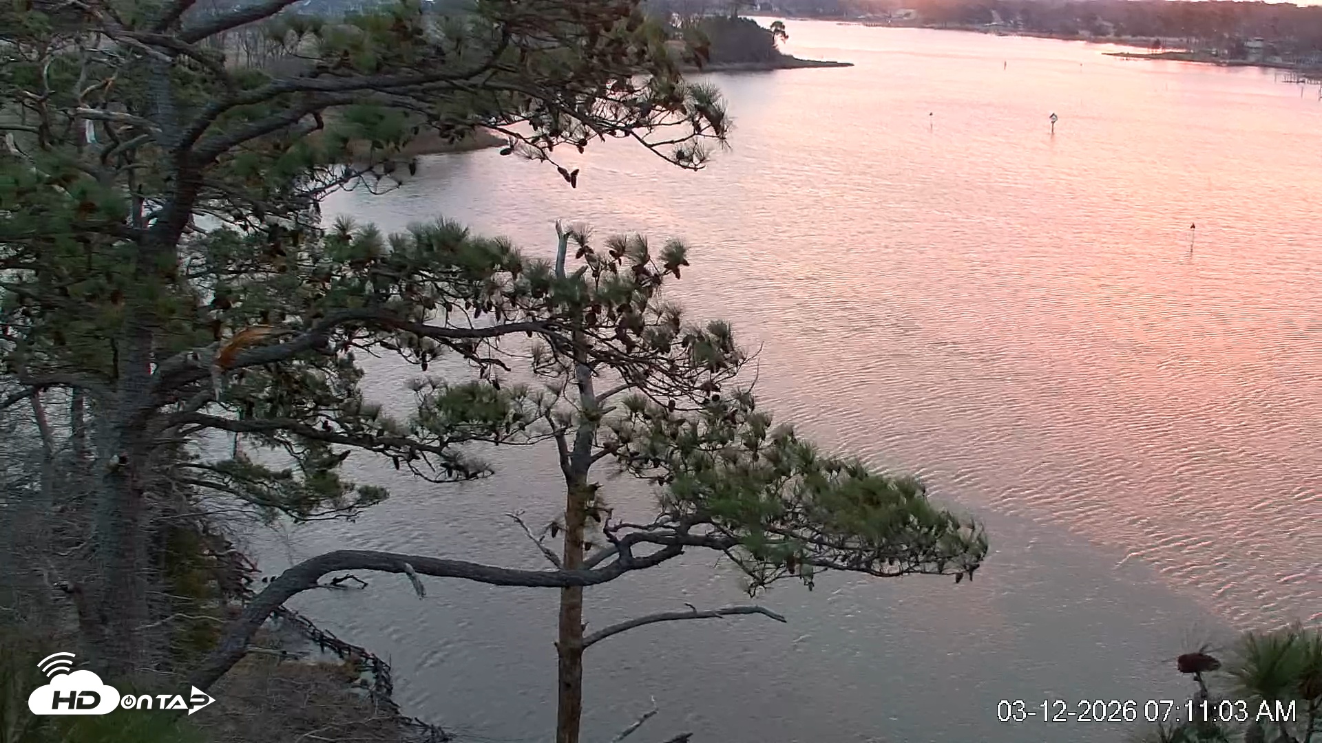 Snapshot of Delaware Botanic Gardens Eagles Live Cams taken Mar 12, 2026, 7:11am EDT